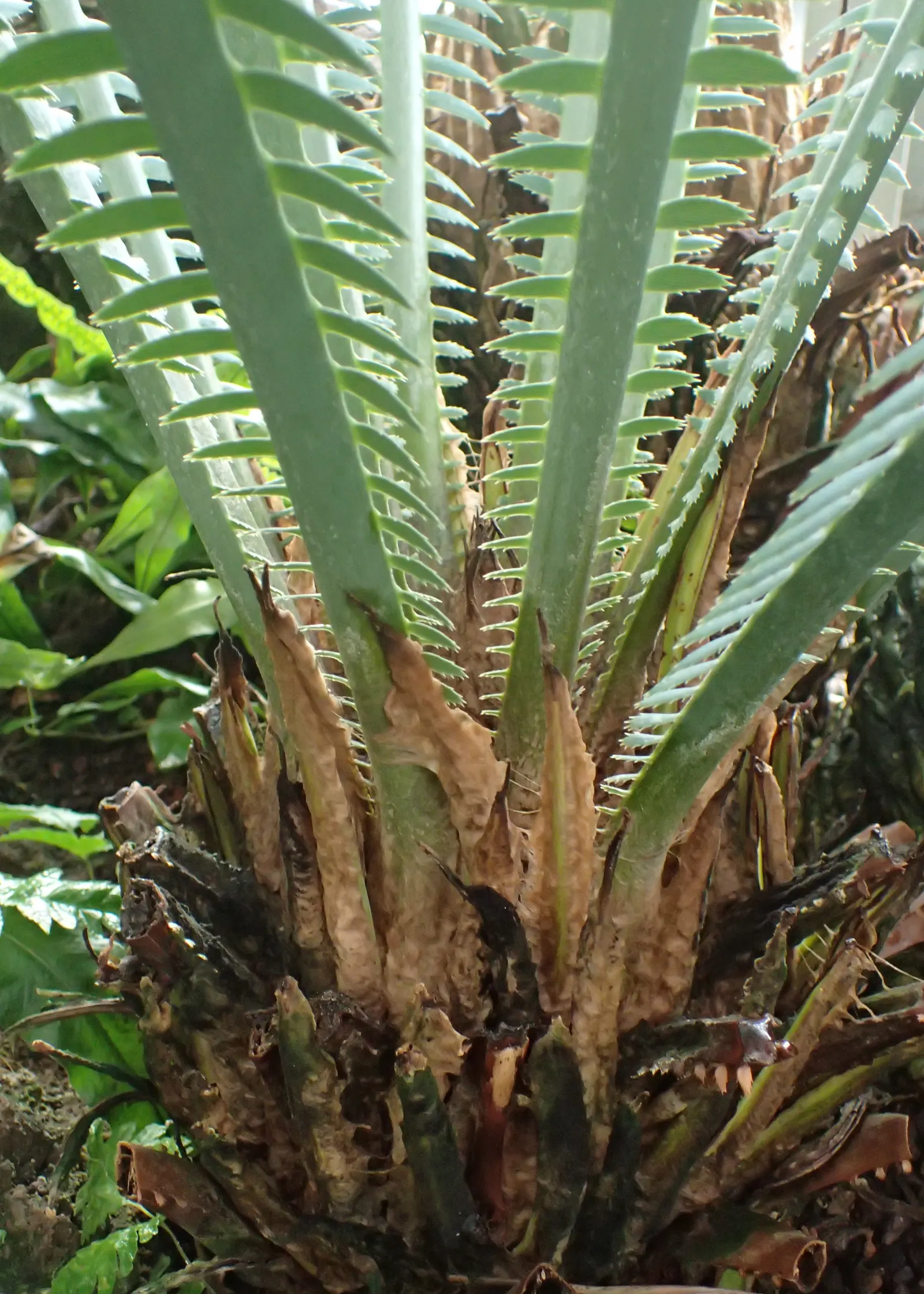 Giant Dioon (Dioon Spinulosum) — this conversation-starter requires minimal maintenance; the Giant Dioon is a splendid choice