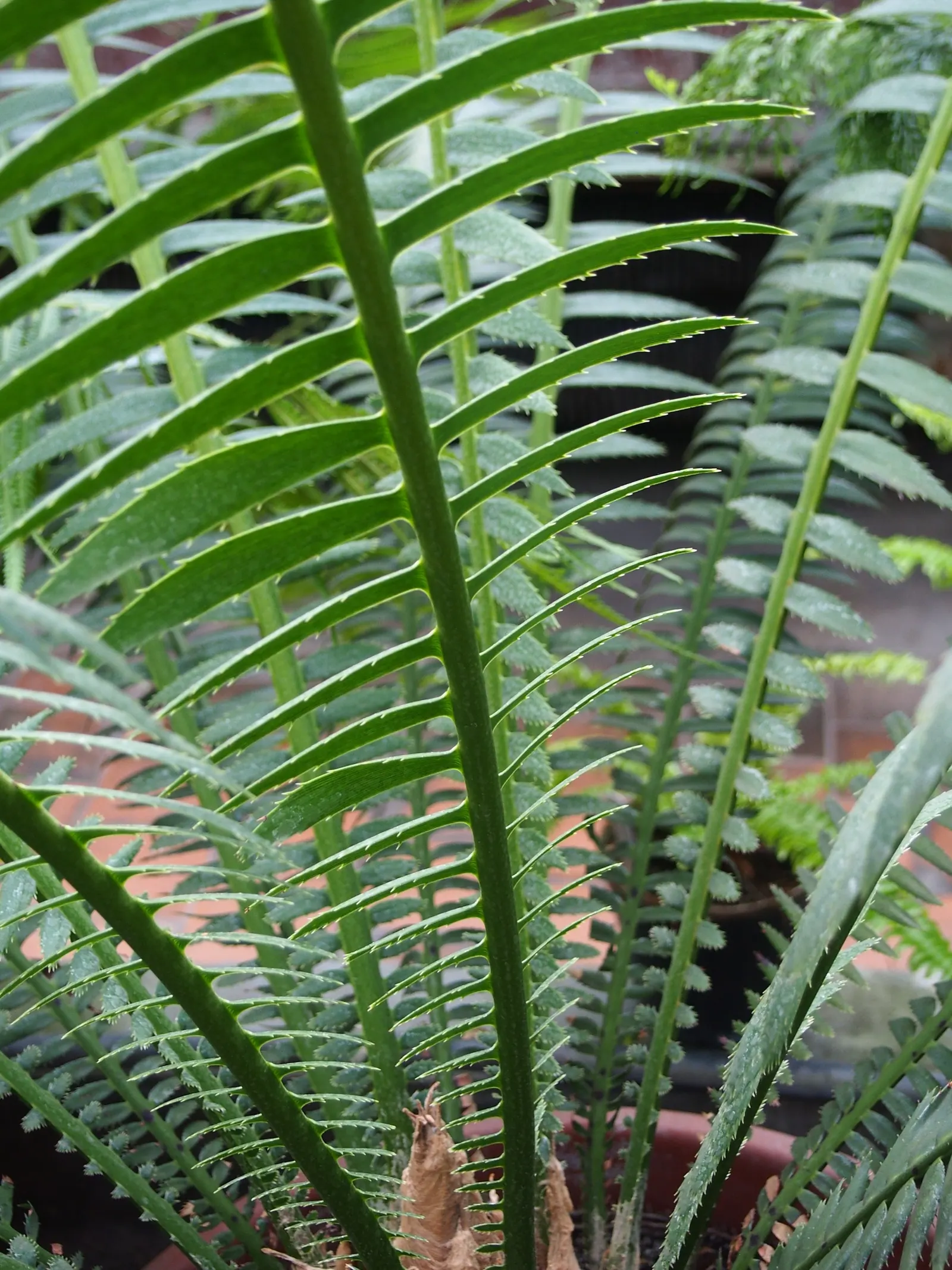 Giant Dioon (Dioon Spinulosum) — Mature size reaches up to 15 feet tall, with feathery fronds extending 6 feet; from this trunk extends an array of stiff
