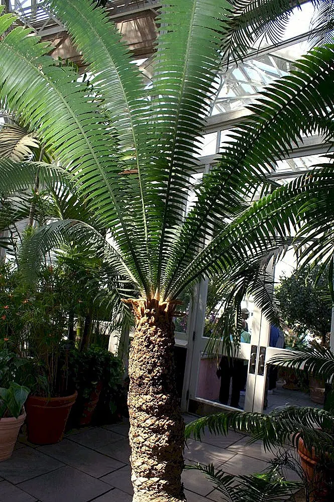 Giant Dioon (Dioon Spinulosum) — Once established, it's drought-tolerant, requiring minimal water; preferring full sun to partial shade, it thrives in USDA