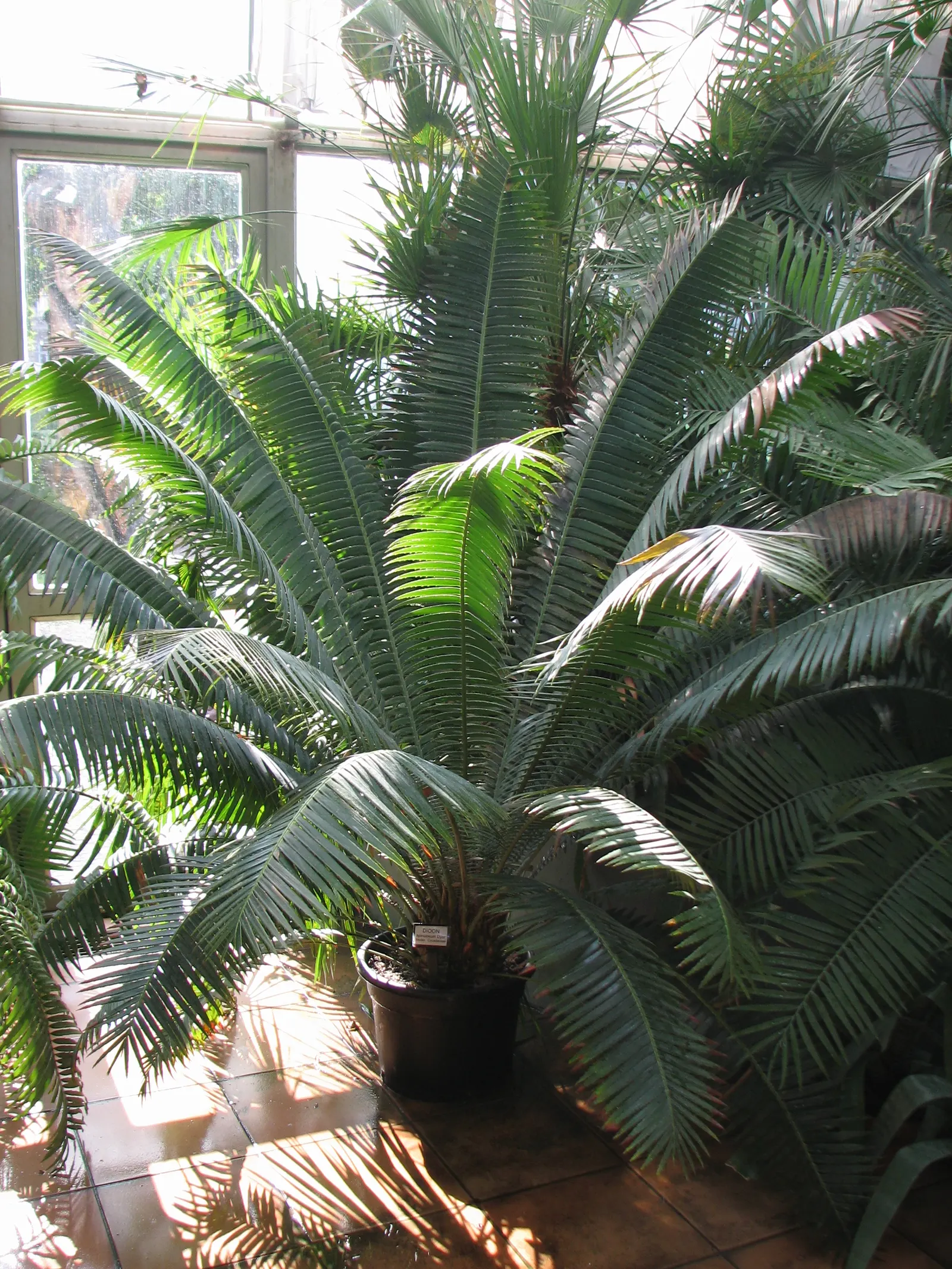 Giant Dioon (Dioon Spinulosum) — Plant with caution, as its leaves are sharp and it's toxic if ingested; owing to its prehistoric adaptations, image 50