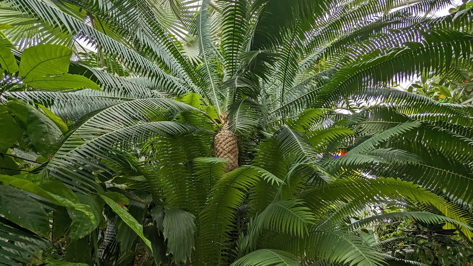 Giant Dioon (Dioon Spinulosum) — palm-like appearance and can reach a height of 12 to 15 feet with a similar canopy spread