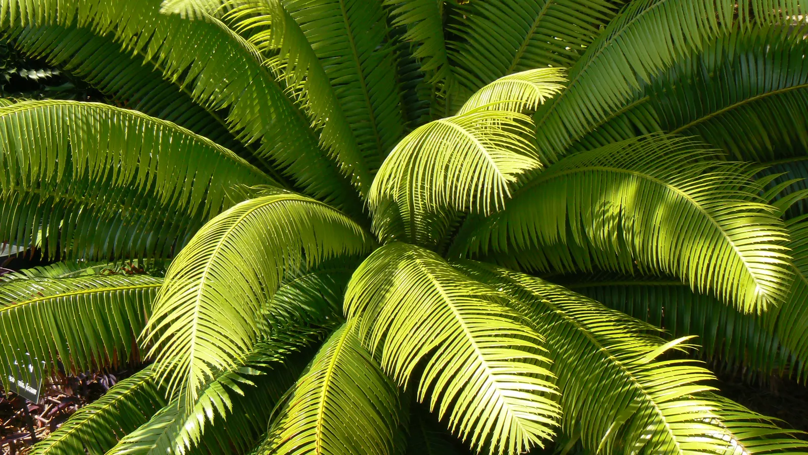 Giant Dioon (Dioon Spinulosum) — owing to its prehistoric adaptations; plant with caution, as its leaves are sharp and it's toxic if ingested, image 61