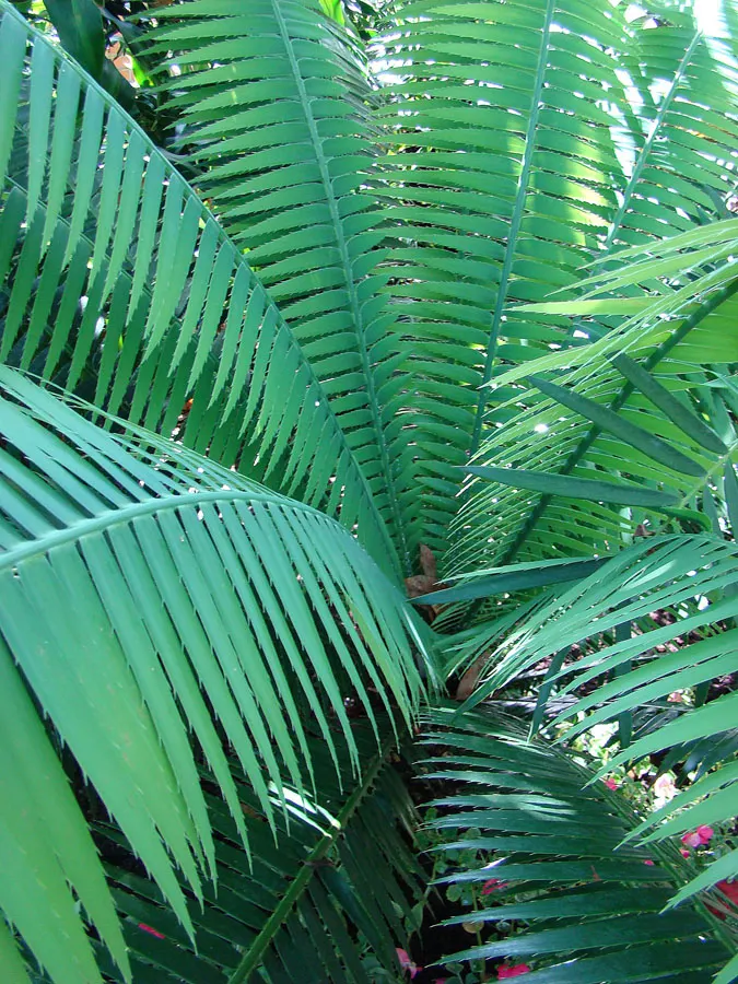 Giant Dioon (Dioon Spinulosum) — blue-green leaves that are highly textured with sharp leaflets; this cycad prefers full to partial sun exposure, image 78