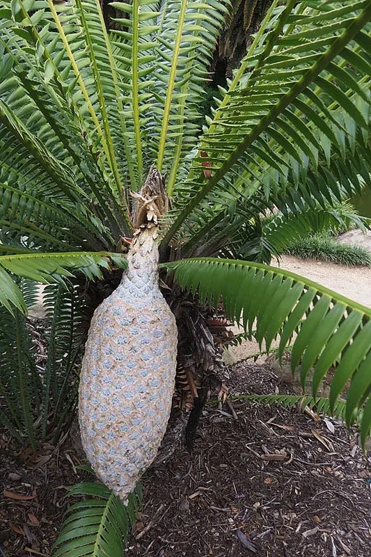 Giant Dioon (Dioon Spinulosum) — Its textured, blue-green leaves add architectural interest