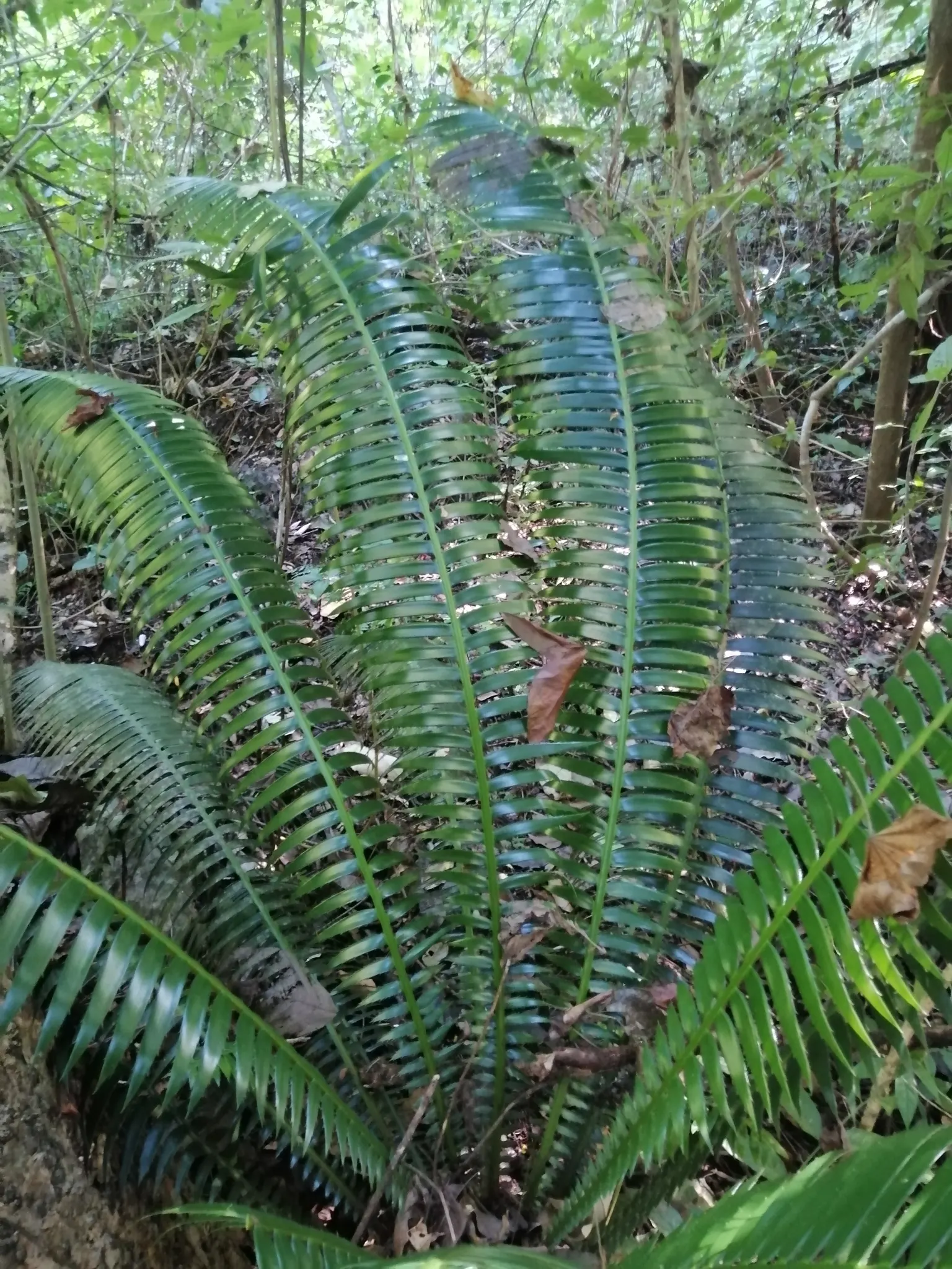 Giant Dioon (Dioon Spinulosum) — This cycad not only endures through time but also provides a year-round verdant statement