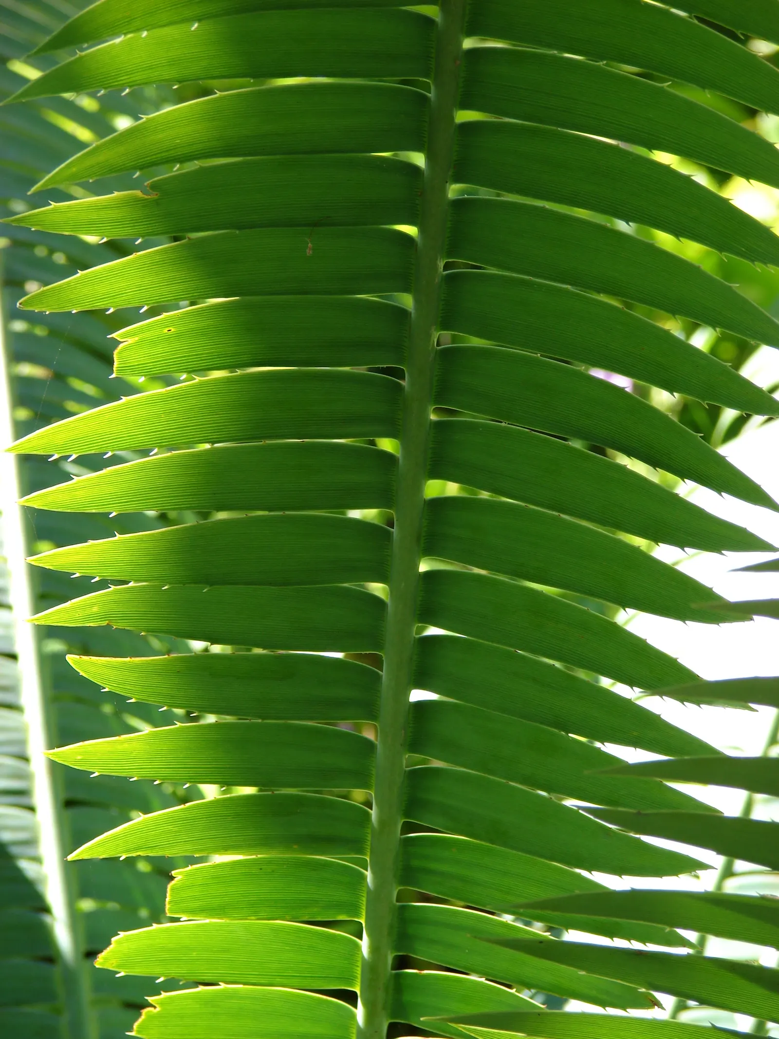 Giant Dioon (Dioon Spinulosum) — This cycad not only endures through time but also provides a year-round verdant statement; blue-green leaves that are highly