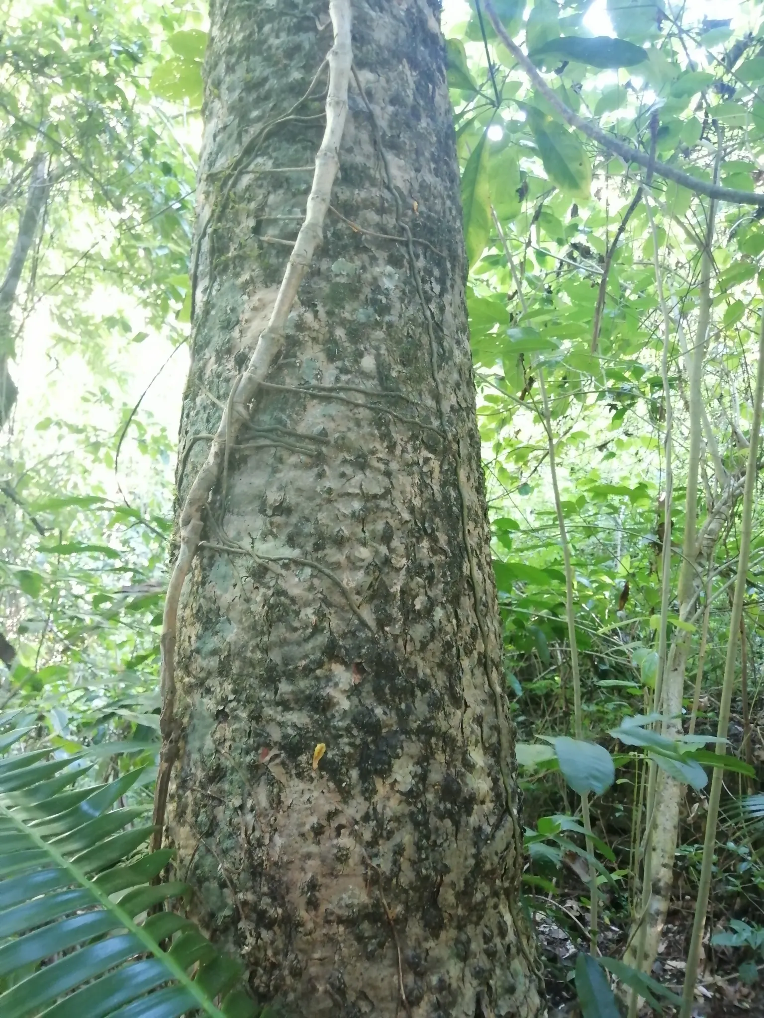 Giant Dioon (Dioon Spinulosum) — Preferring full sun to partial shade, it thrives in USDA zones 9-11