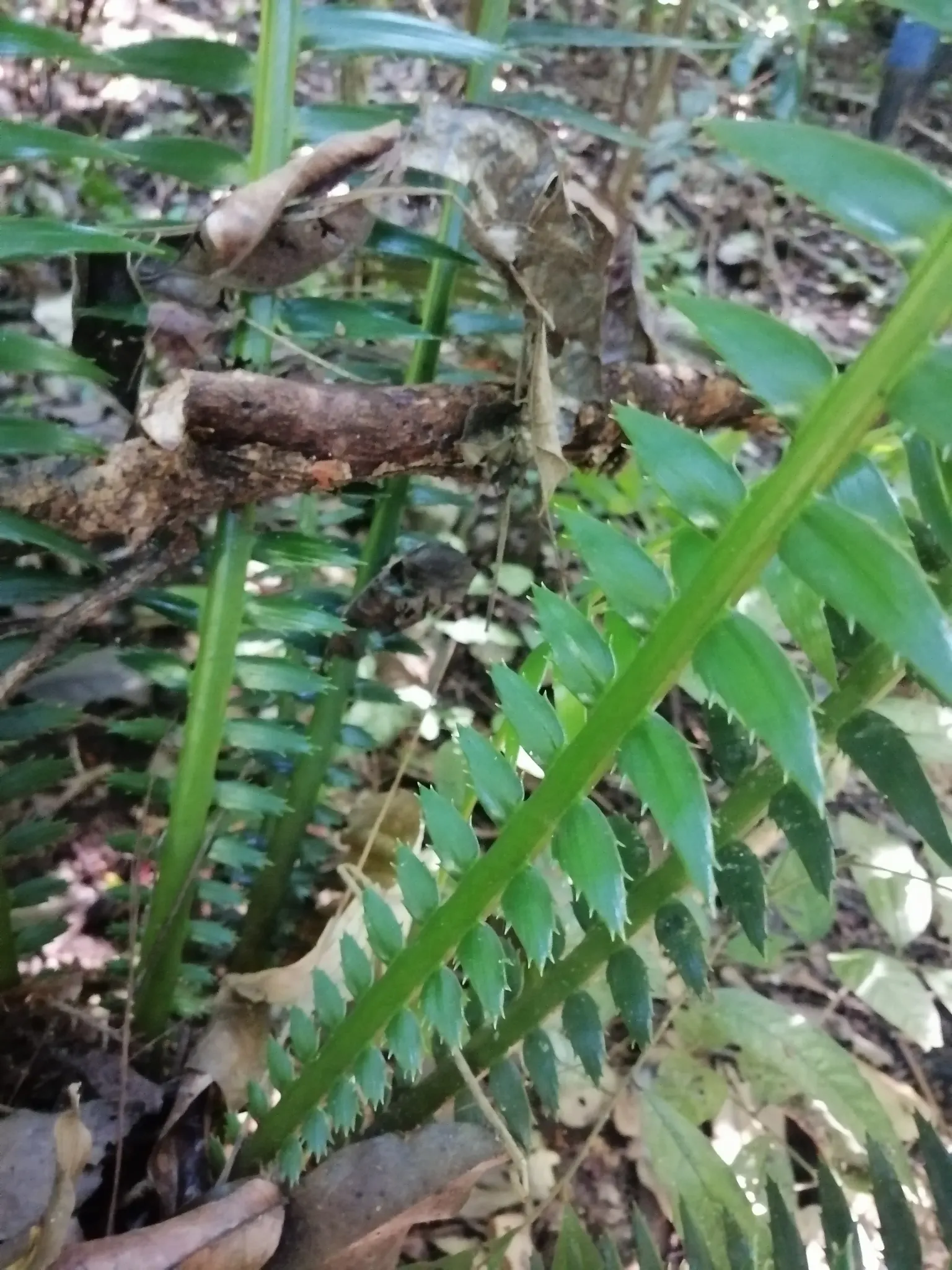 Giant Dioon (Dioon Spinulosum) — This ornamental perennial is renowned for its robust; it has excellent drought tolerance once established