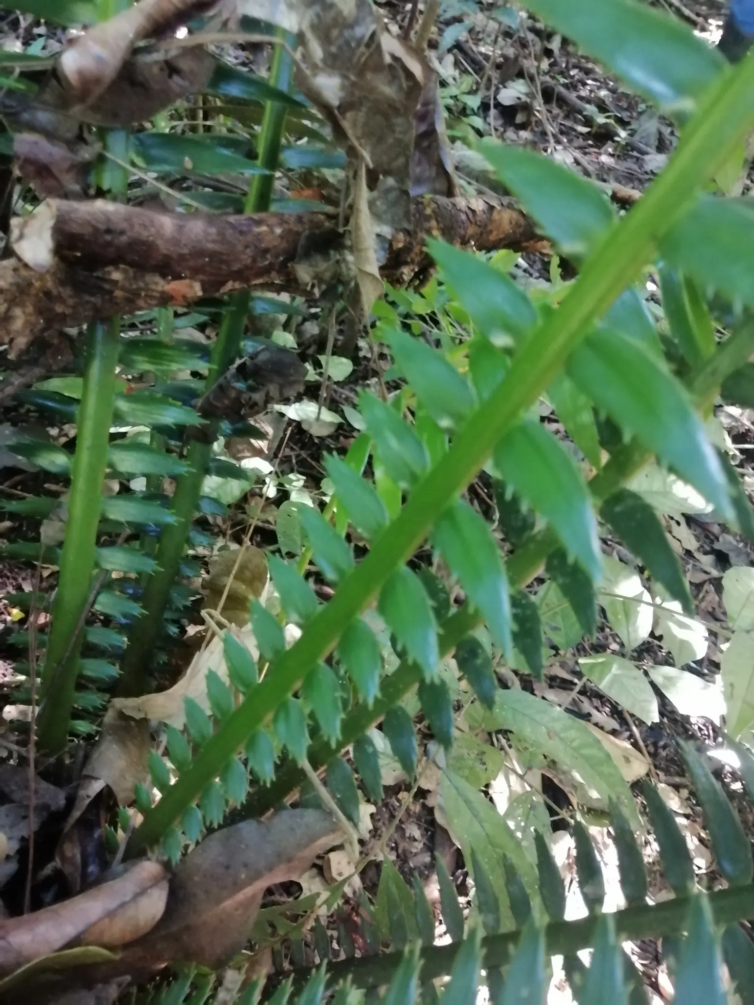 Giant Dioon (Dioon Spinulosum) — though patience is necessary to appreciate its full grandeur.<br><br>Thriving in USDA hardiness zones 9 to 11; an impressive