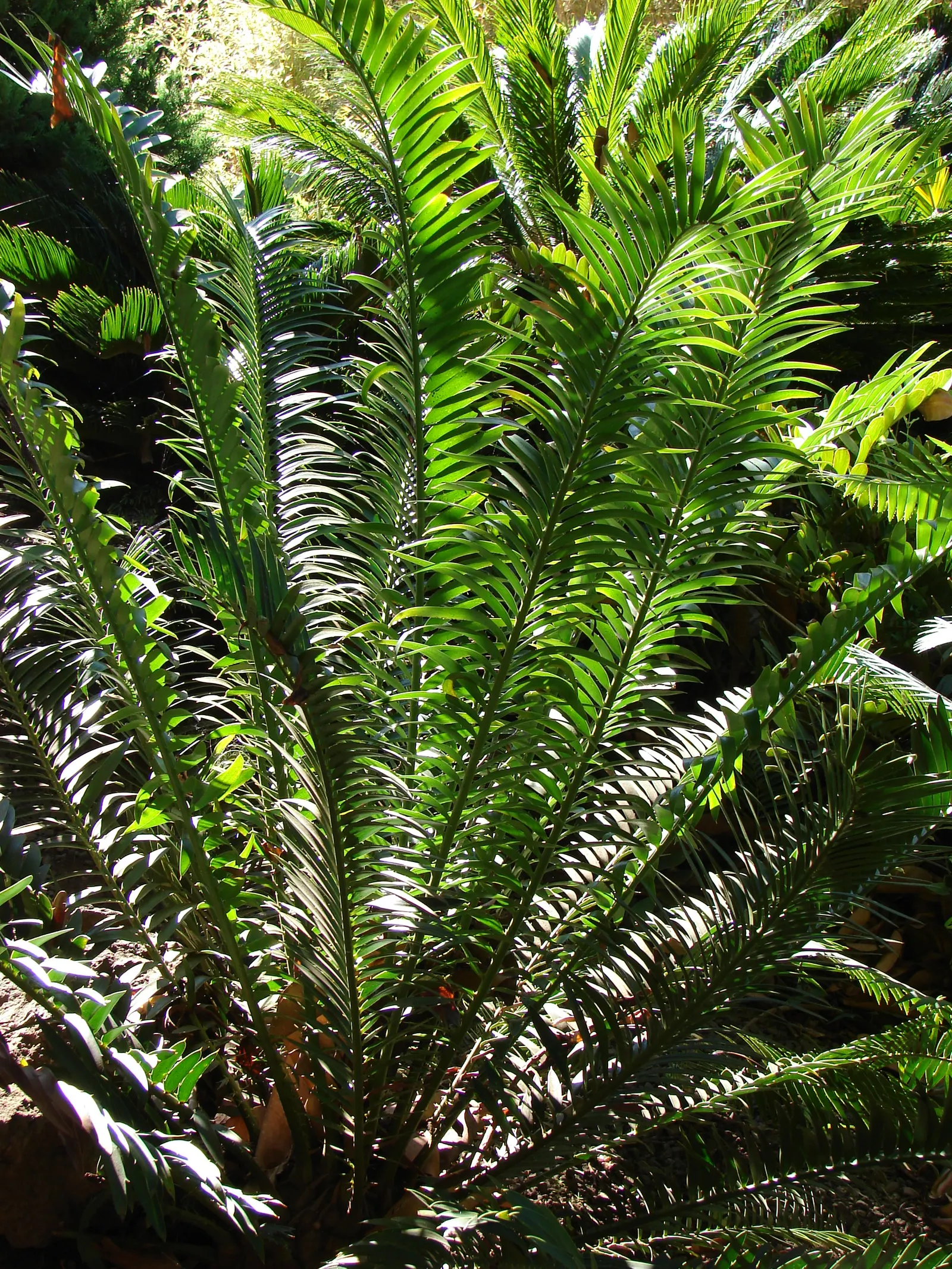 Giant Dioon (Dioon Spinulosum) — owing to its prehistoric adaptations