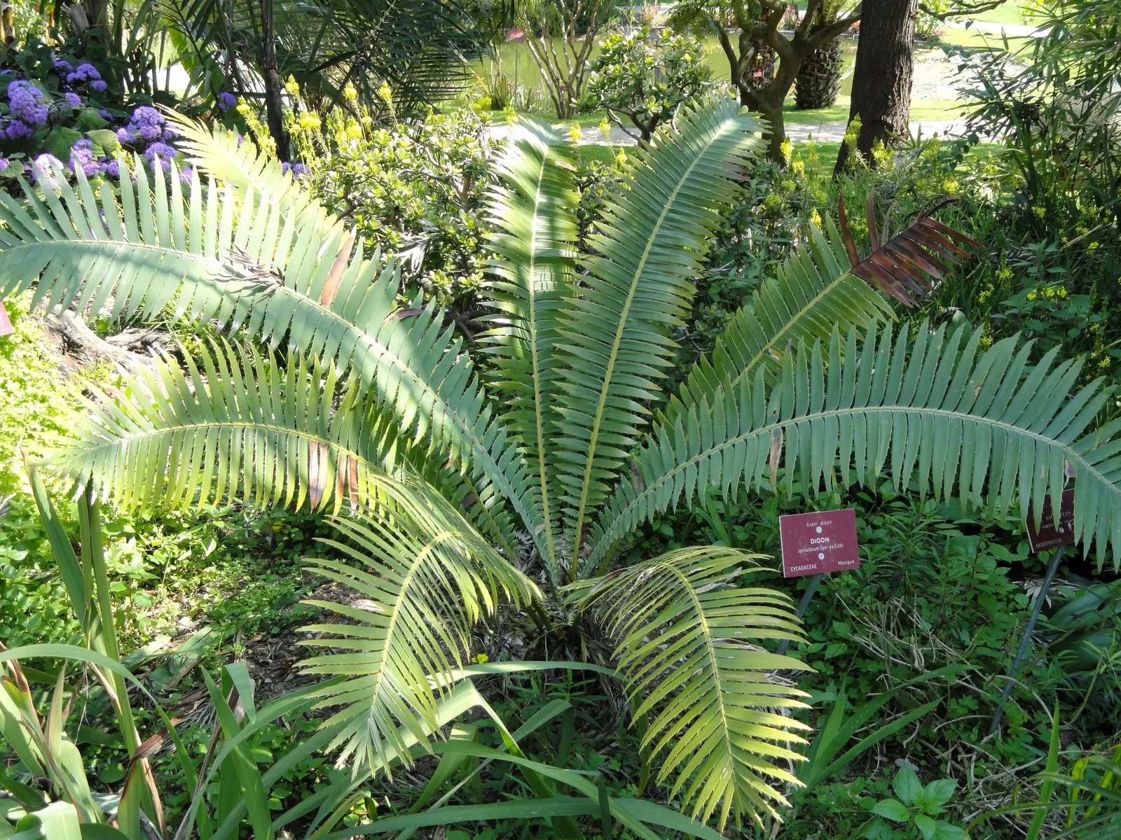 Giant Dioon (Dioon Spinulosum) — palm-like appearance and can reach a height of 12 to 15 feet with a similar canopy spread; the Giant Dioon (Dioon, image 54