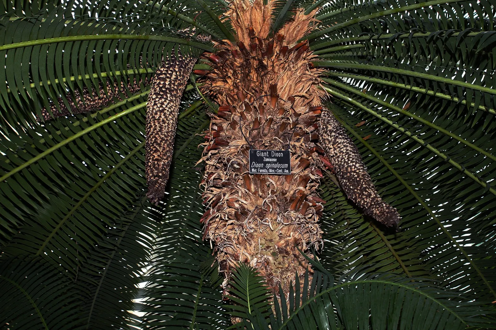 Giant Dioon (Dioon Spinulosum) — though patience is necessary to appreciate its full grandeur.<br><br>Thriving in USDA hardiness zones 9 to 11; an, image 58