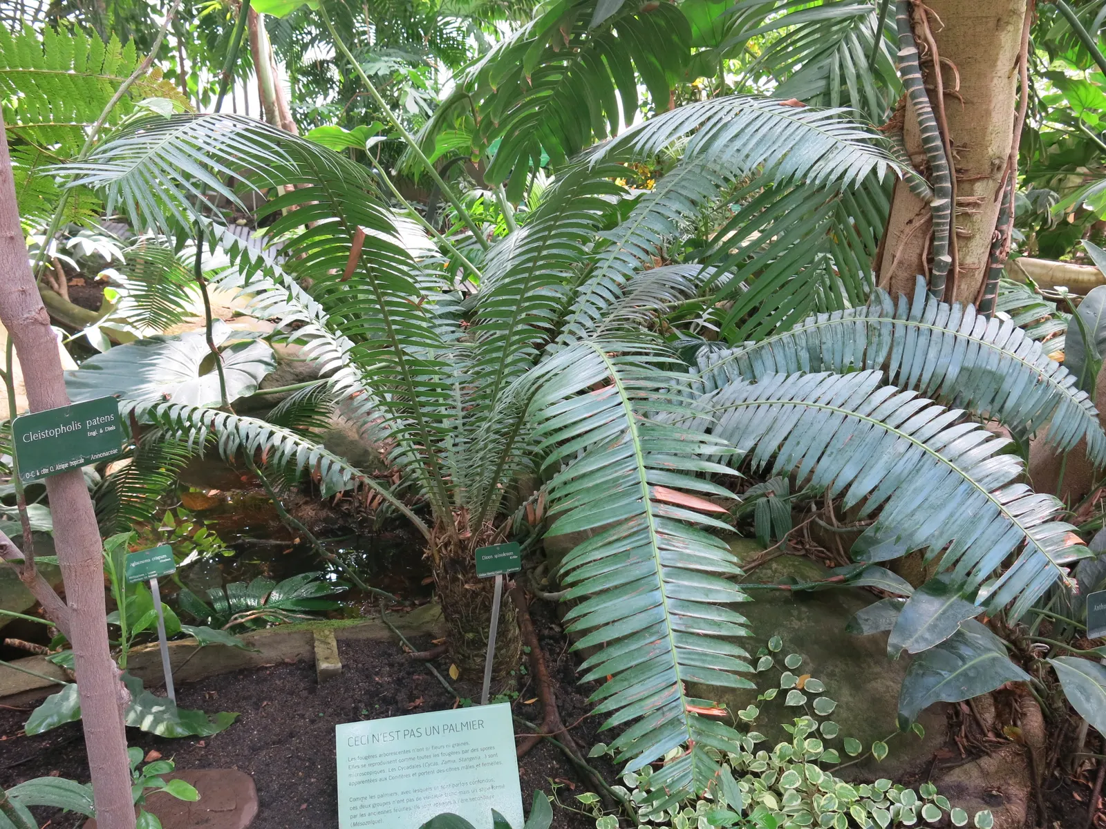 Giant Dioon (Dioon Spinulosum) — Once established, it's drought-tolerant, requiring minimal water; preferring full sun to partial shade, it thrives, image 48