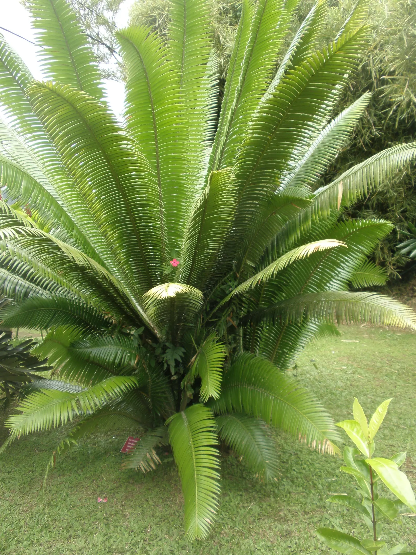 Giant Dioon (Dioon Spinulosum) — Once established, it's drought-tolerant, requiring minimal water; preferring full sun to partial shade, it thrives, image 70