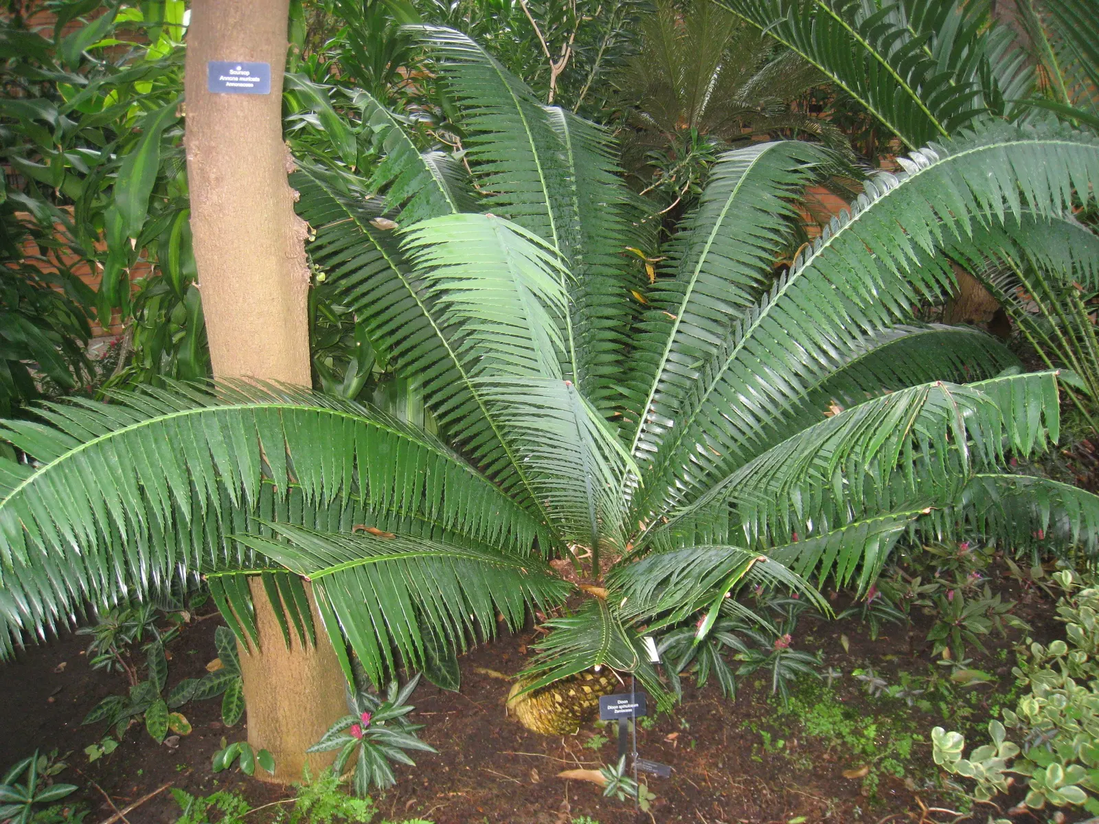 Giant Dioon (Dioon Spinulosum) — this conversation-starter requires minimal maintenance; the Giant Dioon is a splendid choice, image 63