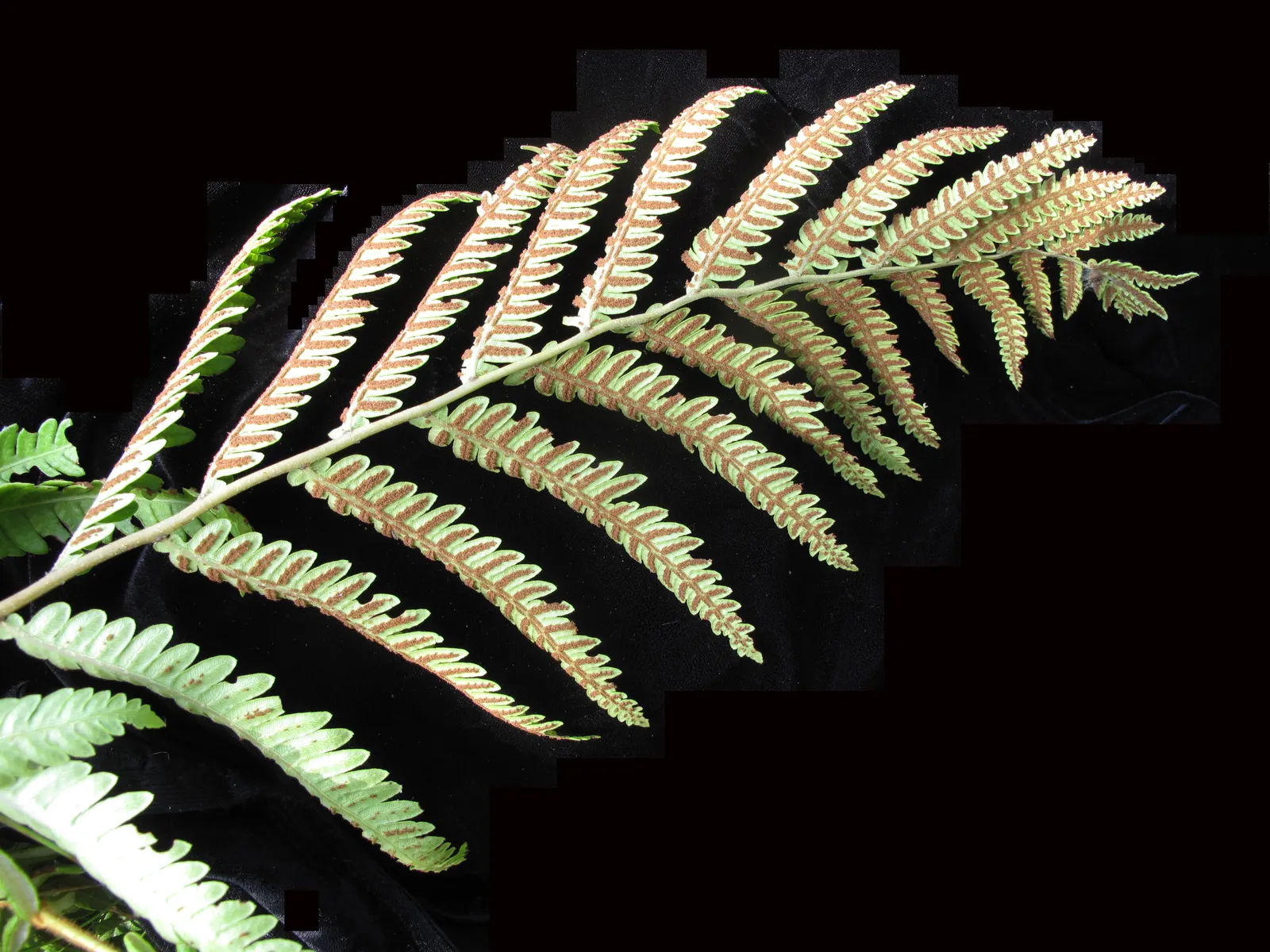Giant Chain Fern (Woodwardia Fimbriata) — Thriving in USDA zones 7-10, it prefers moist, shady locations with rich, well-draining soil; use it as a specimen