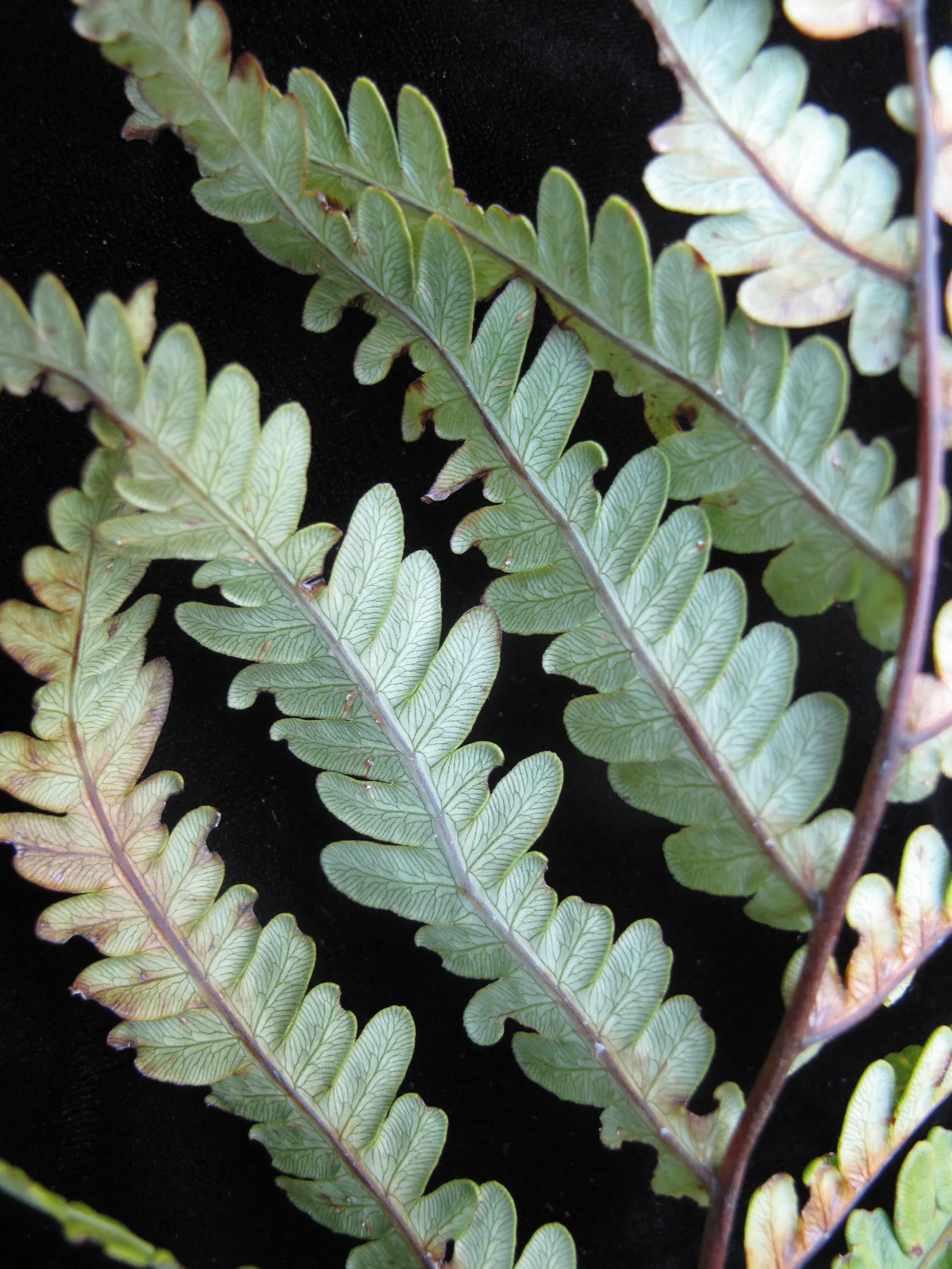 Giant Chain Fern (Woodwardia Fimbriata) — the Giant Chain Fern thrives in partial to full shade; fern for half or shade