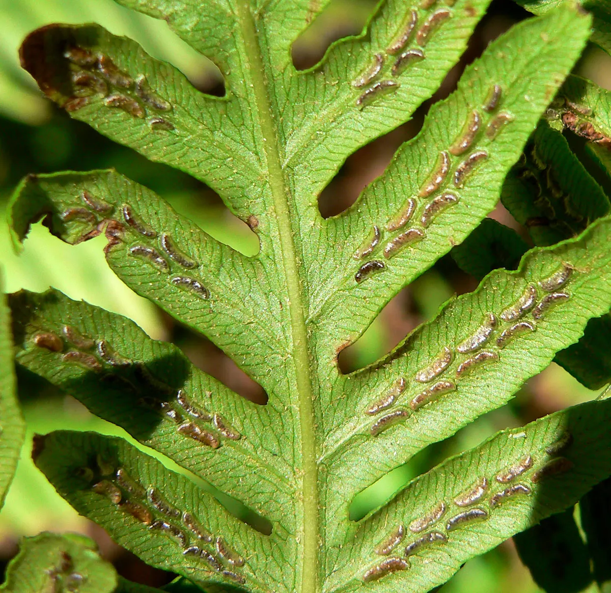 Giant Chain Fern (Woodwardia Fimbriata) — indicating its tolerance for a diverse range of climates