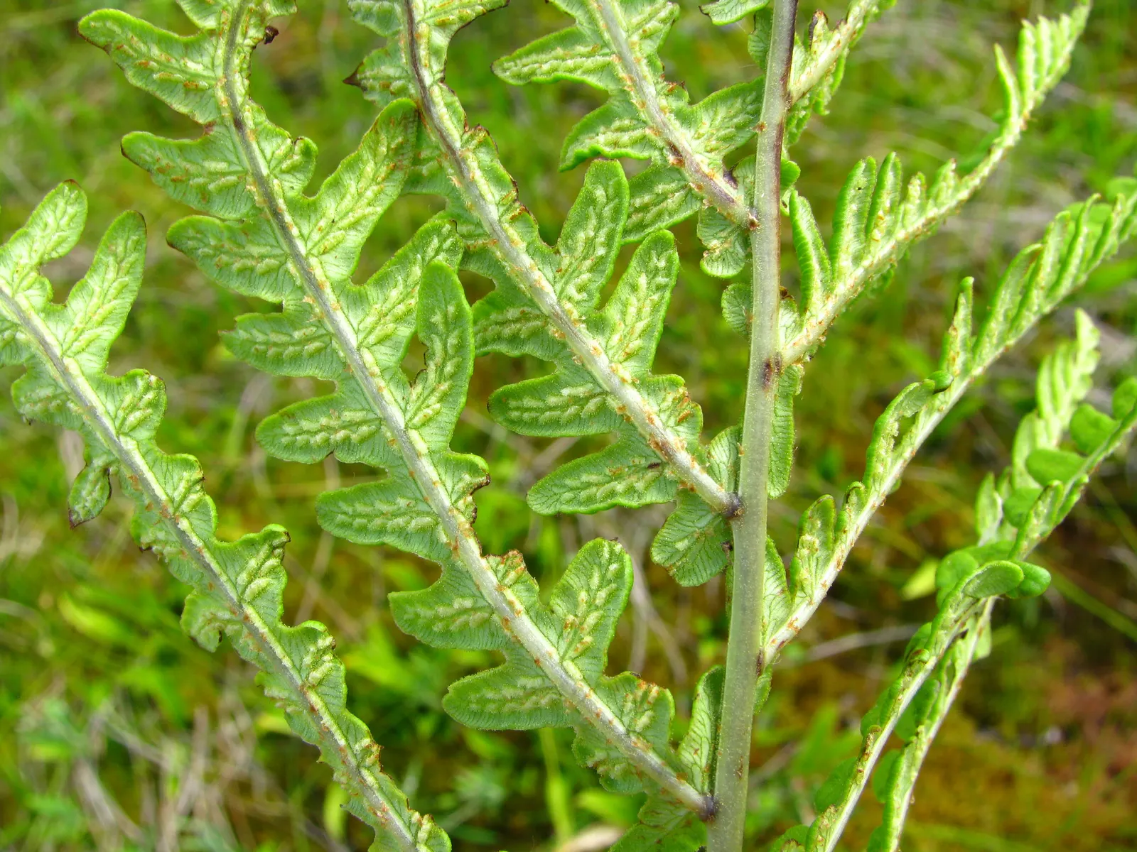 Giant Chain Fern (Woodwardia Fimbriata) — The fronds remain evergreen in milder climates