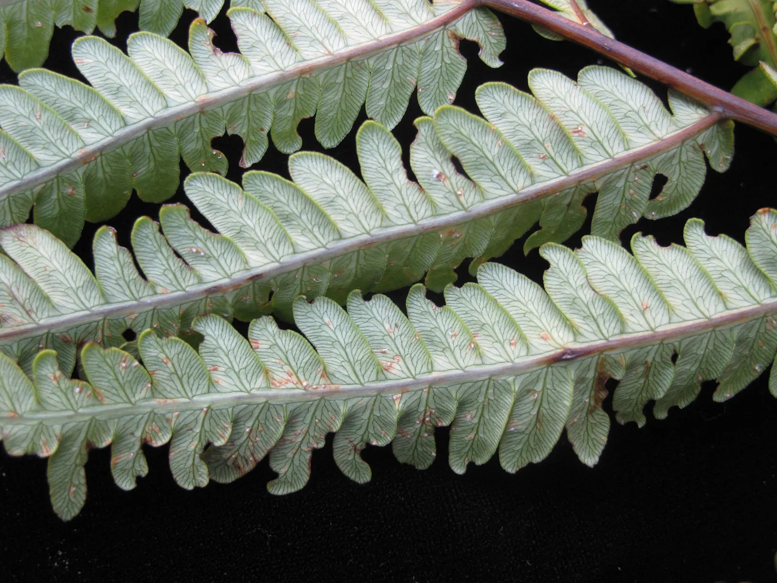 Giant Chain Fern (Woodwardia Fimbriata) — textural component for shaded areas; commonly referred to as the Giant Chain Fern