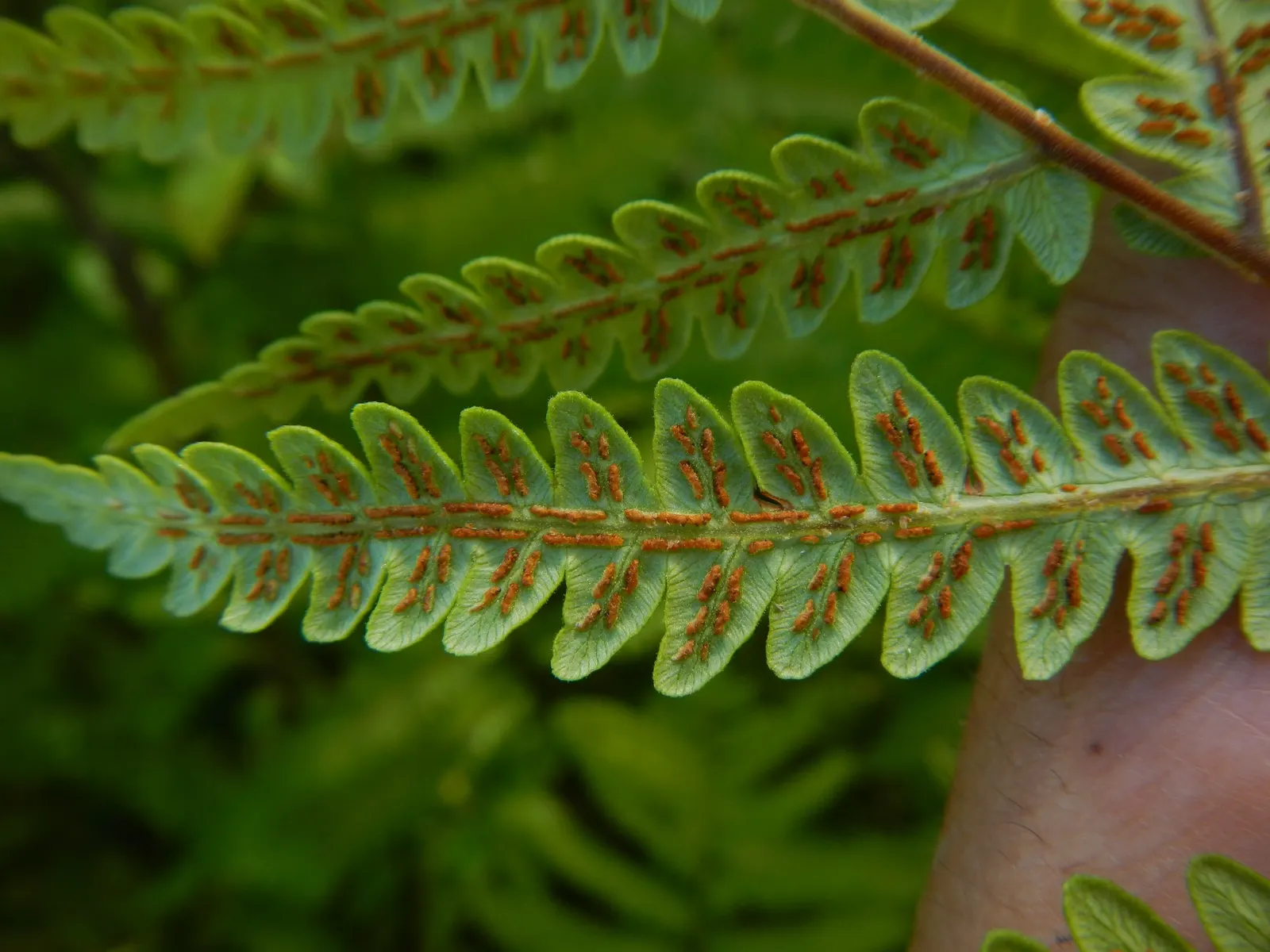 Giant Chain Fern (Woodwardia Fimbriata) — preferring consistently moist