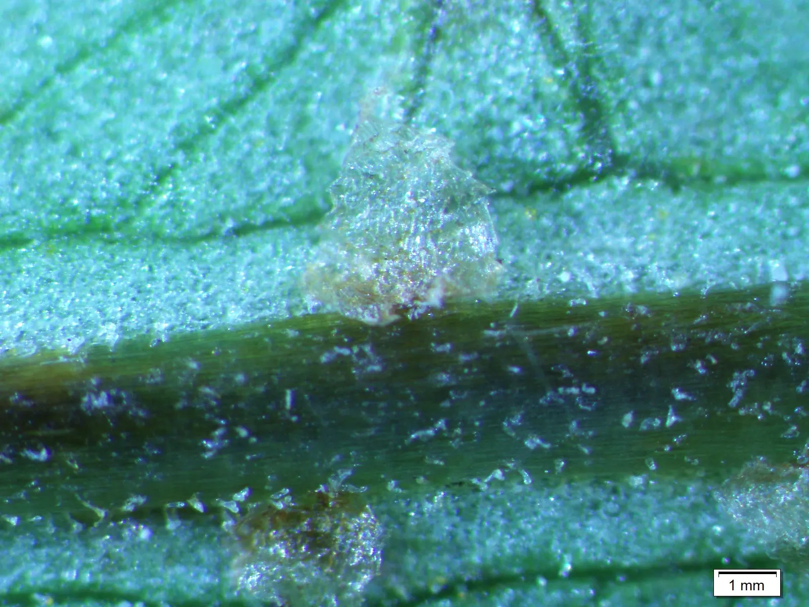 Giant Chain Fern (Woodwardia Fimbriata) — commonly referred to as the Giant Chain Fern