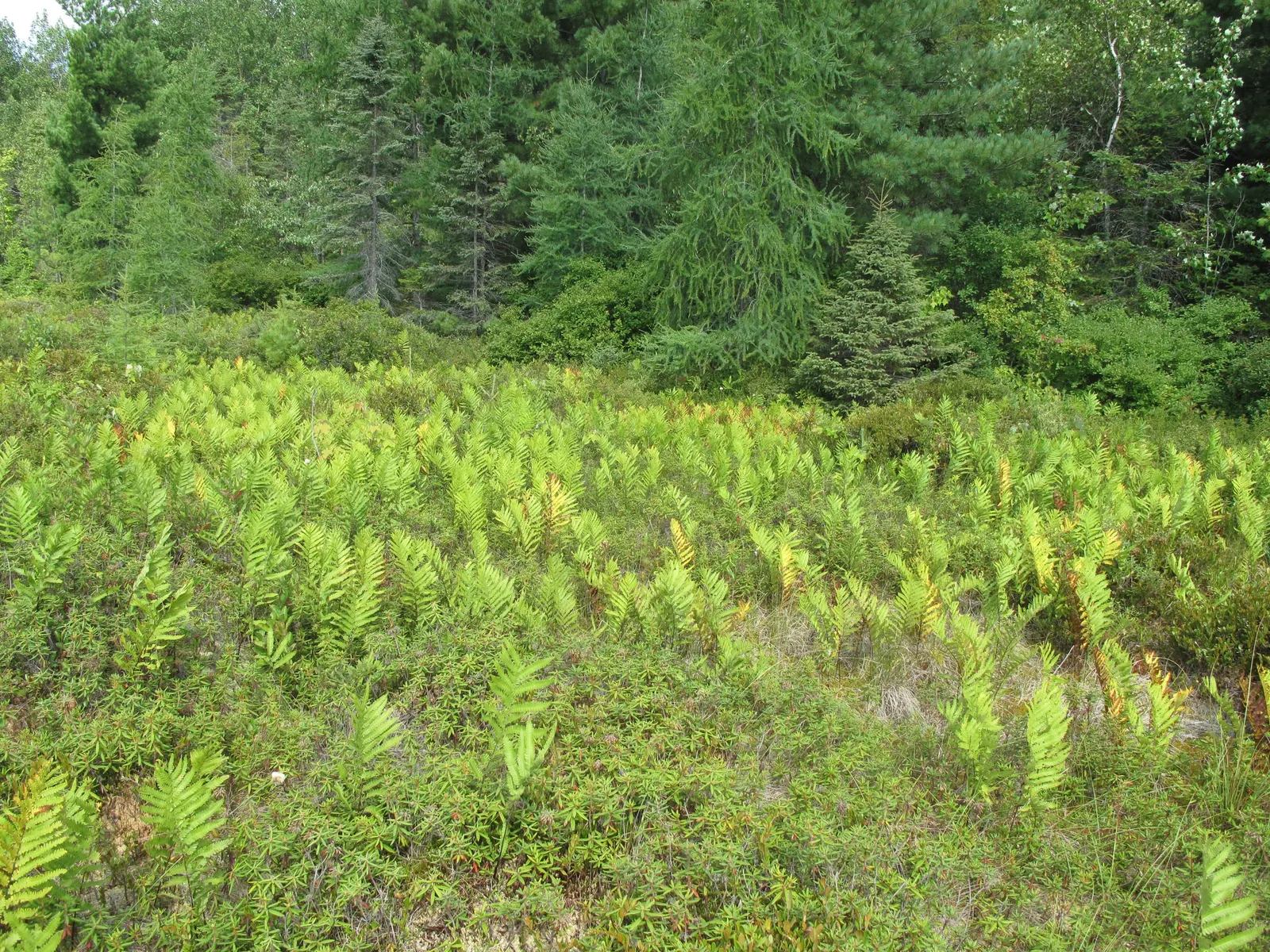 Giant Chain Fern (Woodwardia Fimbriata) — arching fronds with a unique chain-like pattern of sori on the underside; the Giant Chain Fern exhibits a coarser