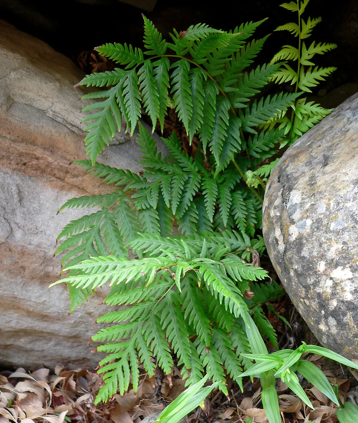 Giant Chain Fern (Woodwardia Fimbriata) — making it a standout choice for garden enthusiasts seeking a bold
