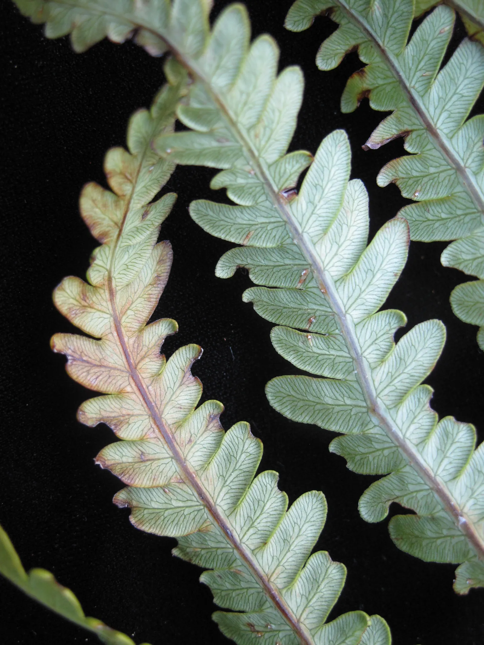 Giant Chain Fern (Woodwardia Fimbriata) — is a notable specimen for its impressive size and lush appearance