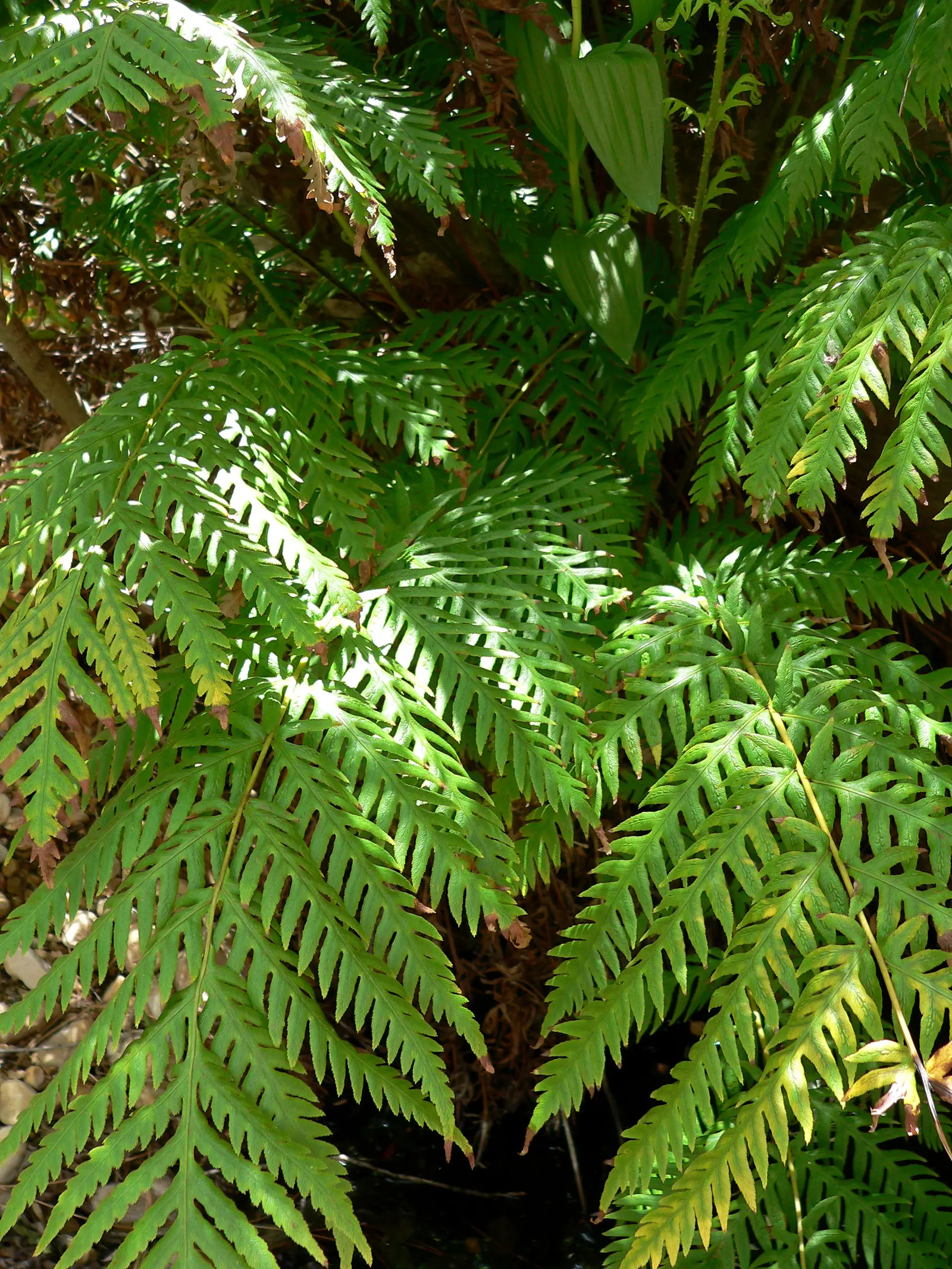Giant Chain Fern (Woodwardia Fimbriata) — Its native habitat extends from British Columbia down to California and then eastward to Arizona
