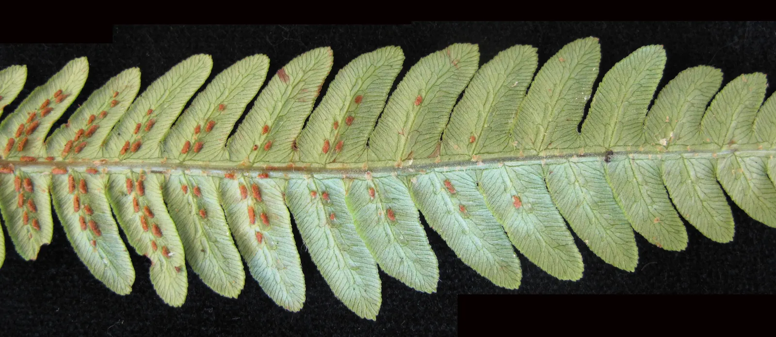Giant Chain Fern (Woodwardia Fimbriata) — Mature specimens reach up to 4-6 feet tall and wide; eye-catching feature in the landscape.<br><br>Hardy in USDA
