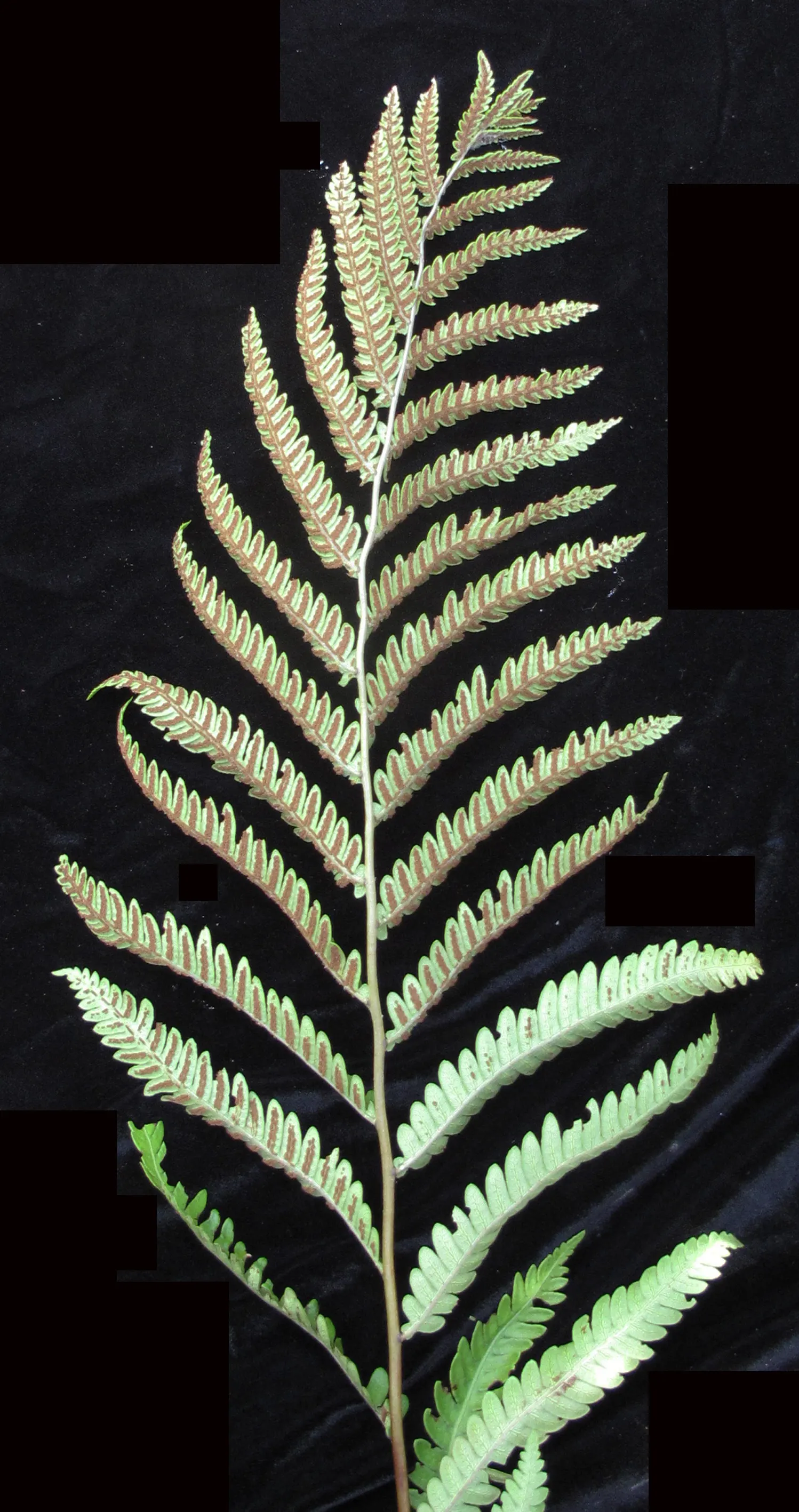 Giant Chain Fern (Woodwardia Fimbriata) — beyond ensuring adequate moisture during extended dry spells