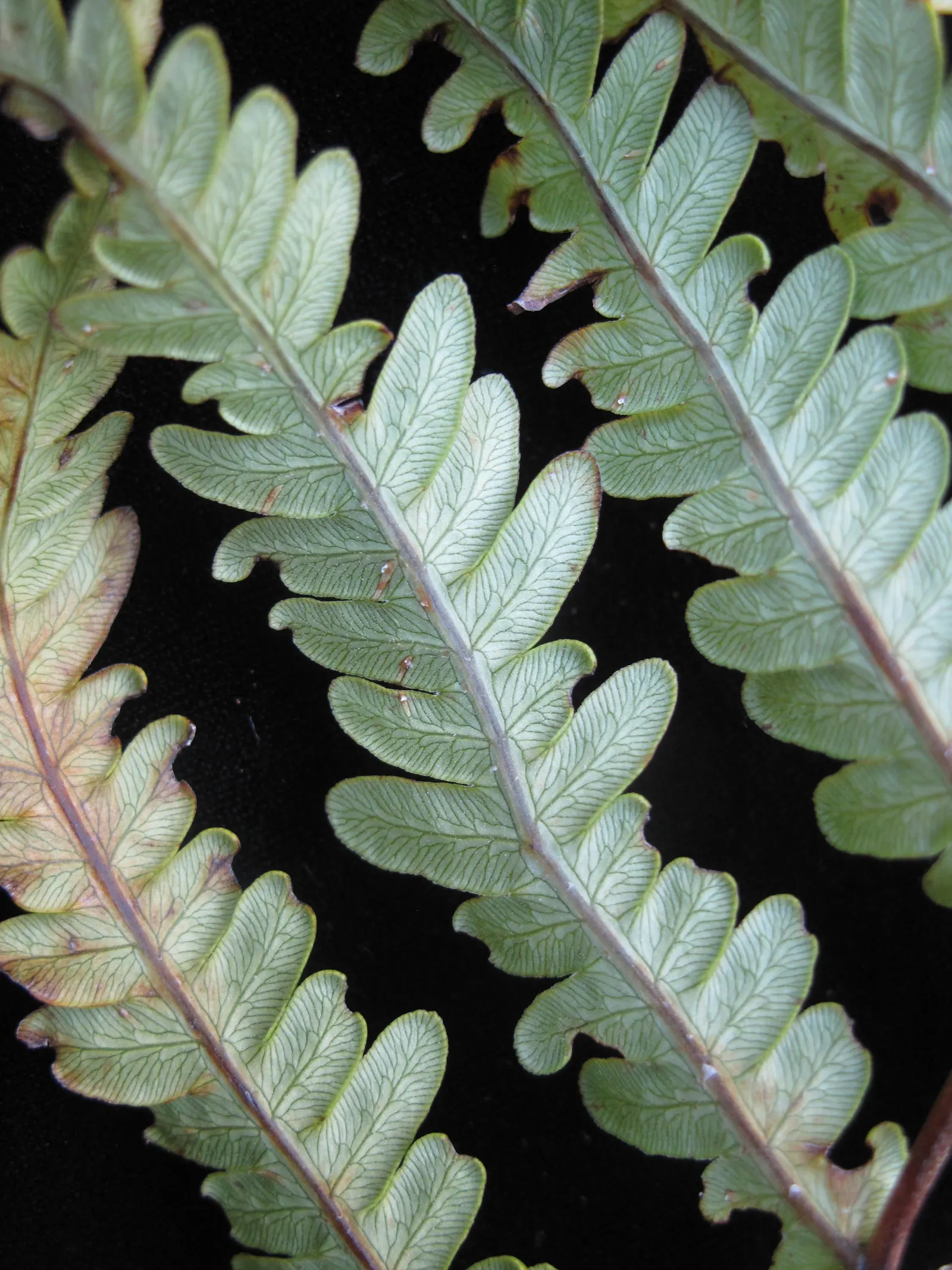Giant Chain Fern (Woodwardia Fimbriata) — adding year-round interest.<br><br>A low-maintenance choice