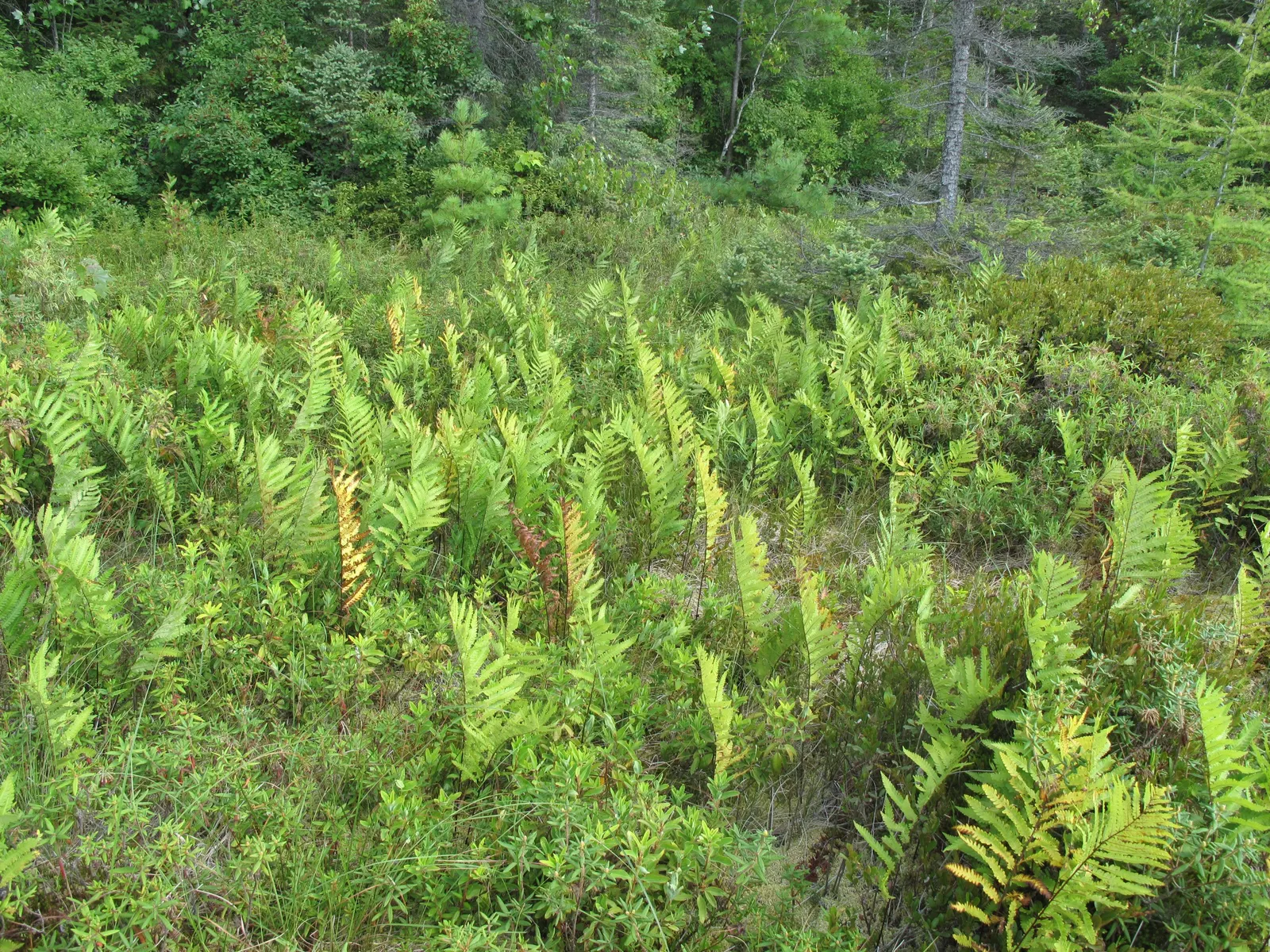 Giant Chain Fern (Woodwardia Fimbriata) — Woodwardia fimbriata requires minimal care once established