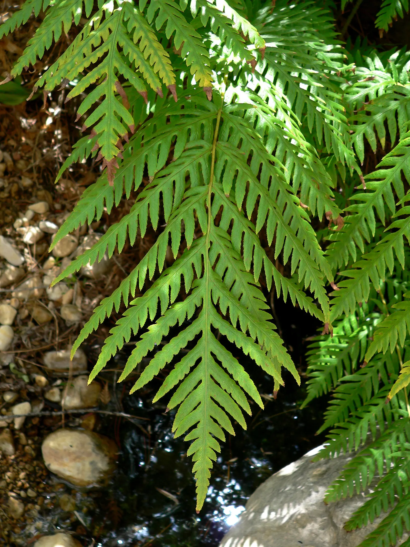 Giant Chain Fern (Woodwardia Fimbriata) — the Giant Chain Fern exhibits a coarser texture relative to its kin