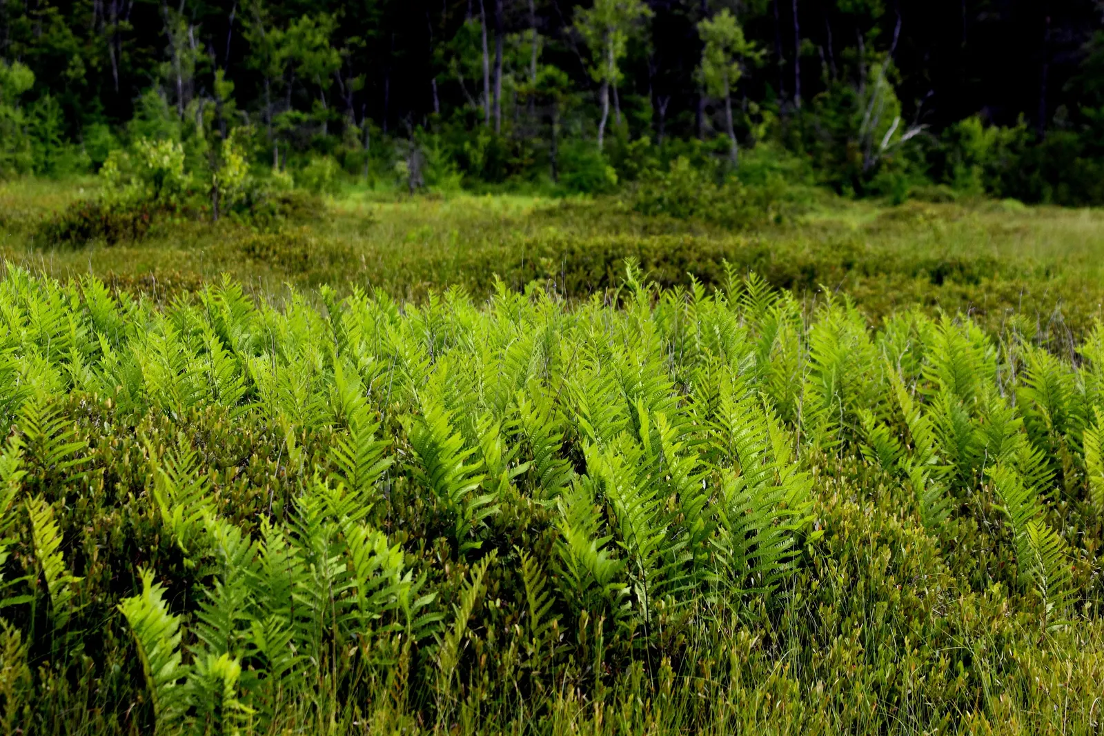 Giant Chain Fern (Woodwardia Fimbriata) — Its native habitat extends from British Columbia down to California and then eastward to Arizona, image 41