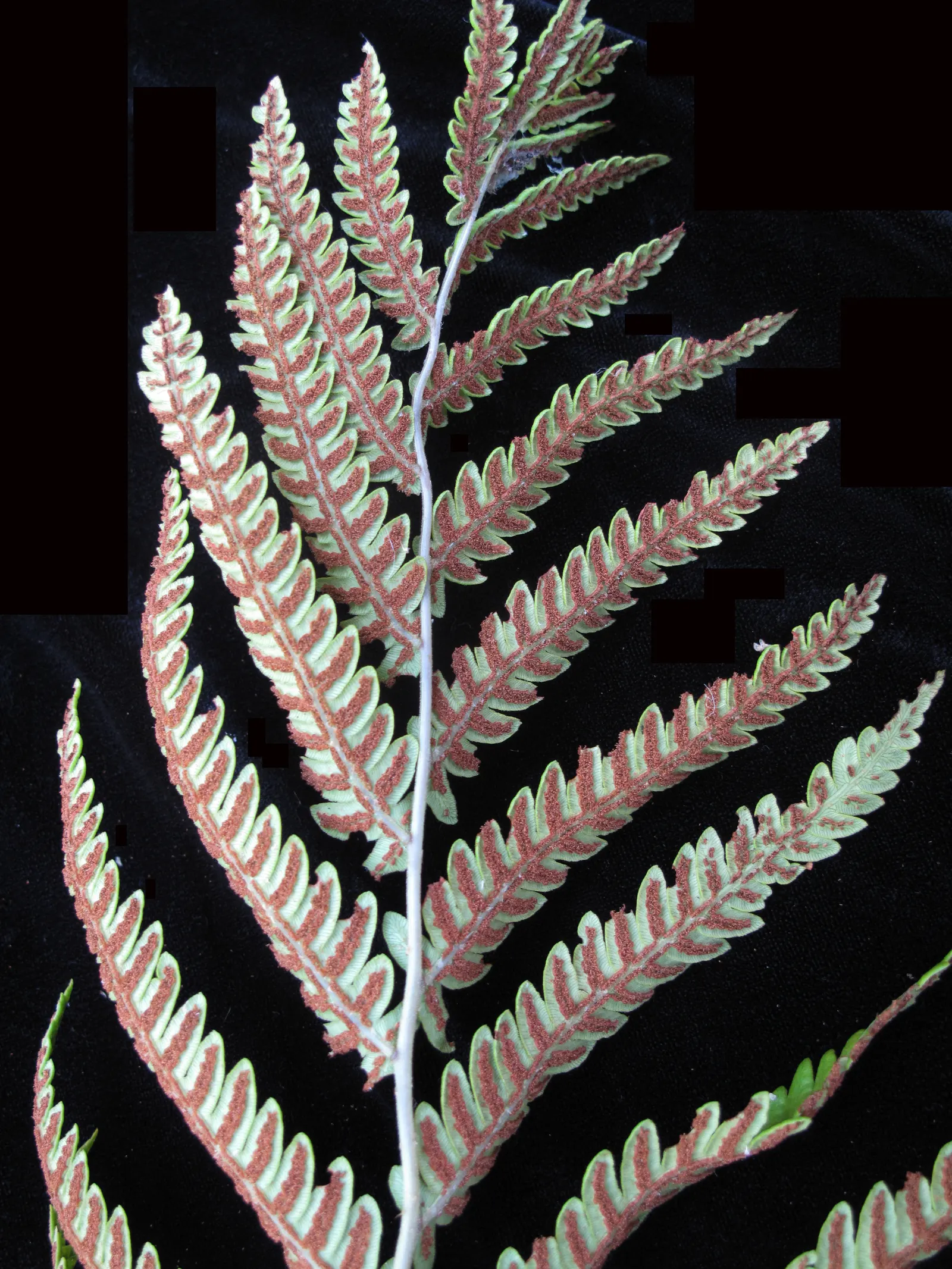 Giant Chain Fern (Woodwardia Fimbriata) — This fern can reach an impressive height of 4 to 6 feet with a similar spread; preferring consistently moist