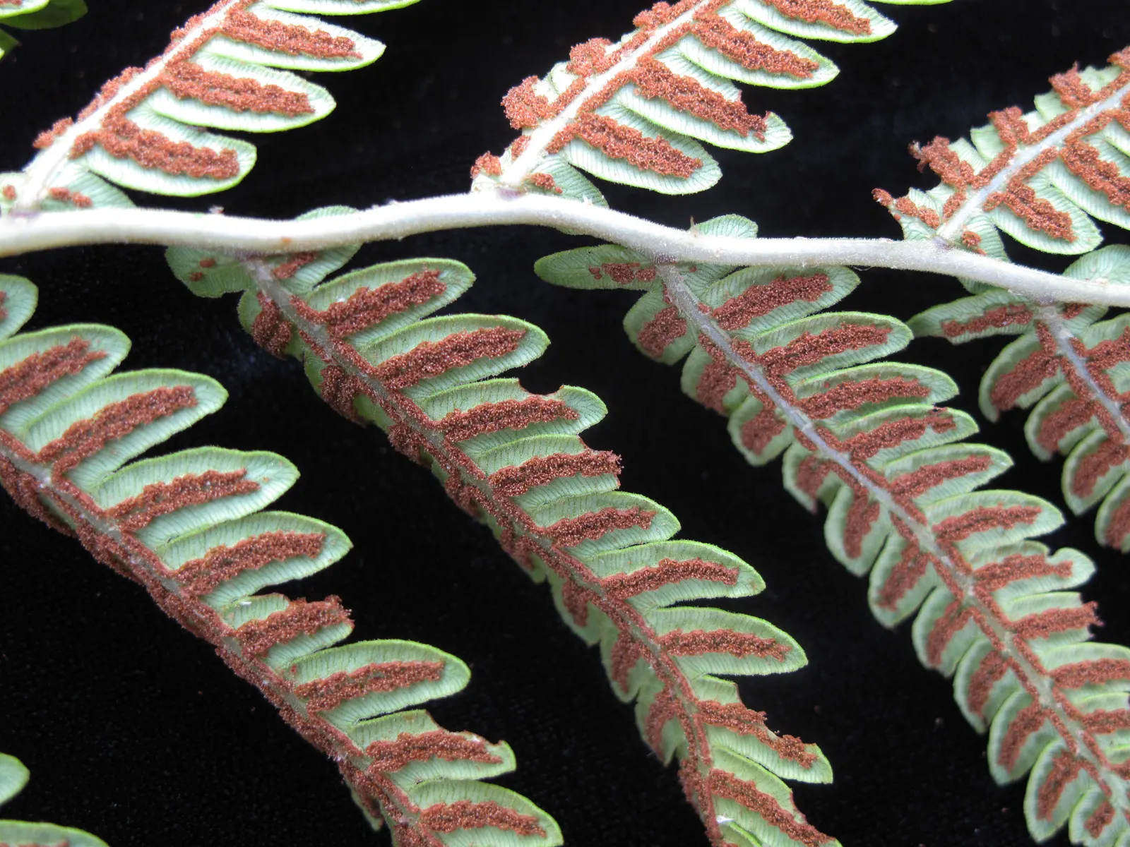 Giant Chain Fern (Woodwardia Fimbriata) — eye-catching feature in the landscape.<br><br>Hardy in USDA zones 7 through 10; resembling a chain-link pattern