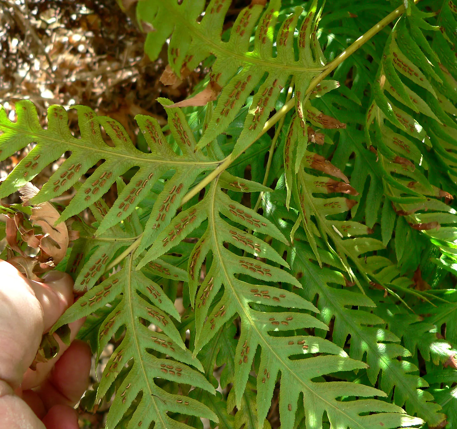 Giant Chain Fern (Woodwardia Fimbriata) — but it is especially partial to the cooler