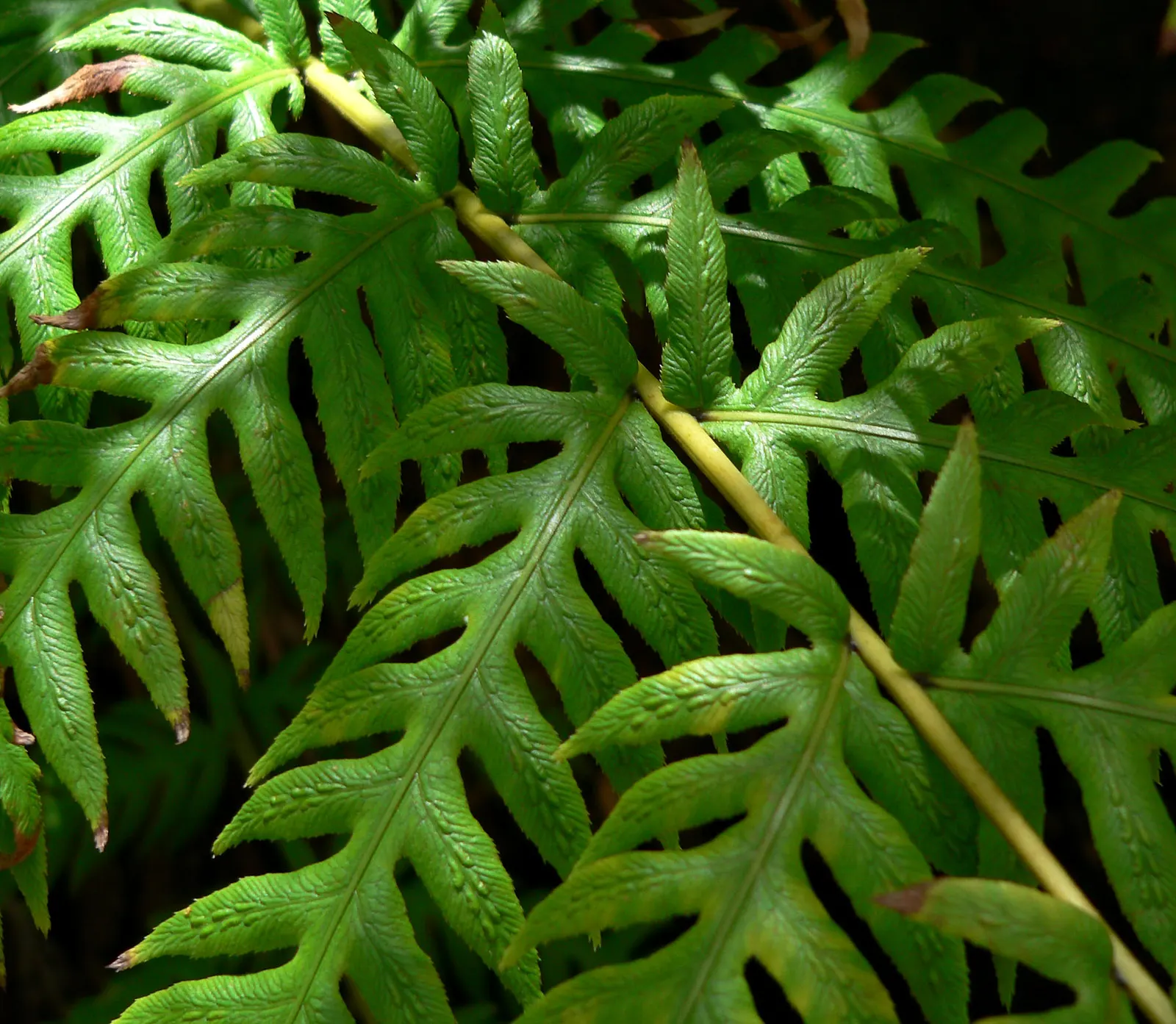 Giant Chain Fern (Woodwardia Fimbriata) — providing a robust visual anchor in a mixed planting