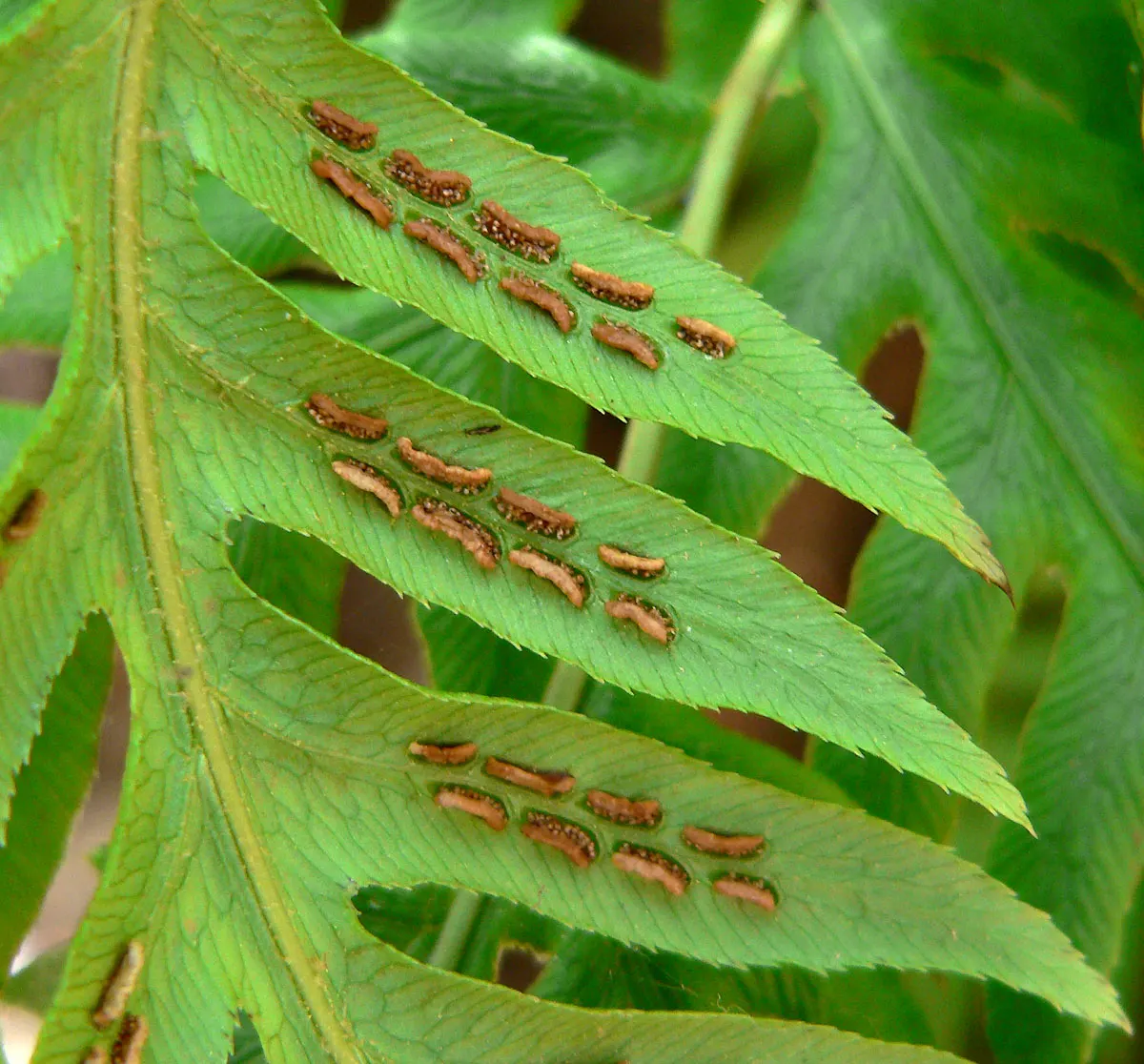 Giant Chain Fern (Woodwardia Fimbriata) — forested regions.<br><br>With lustrous