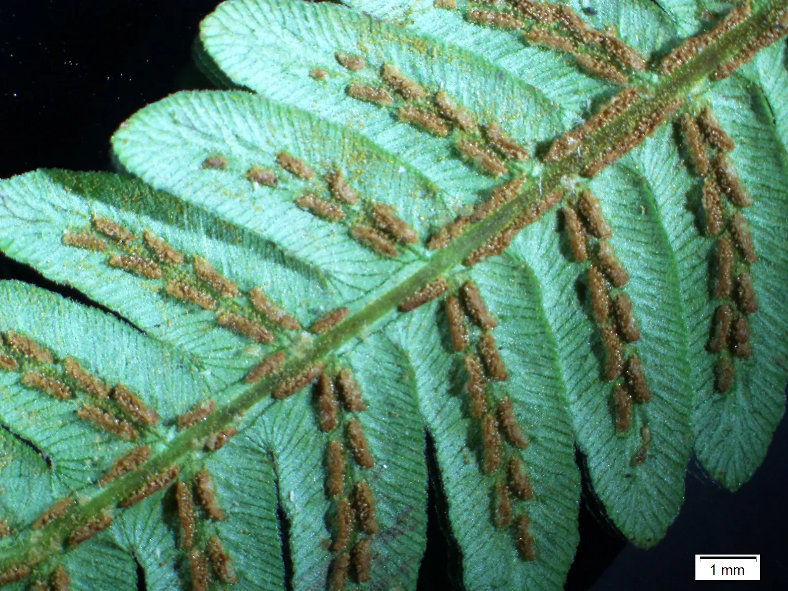 Giant Chain Fern (Woodwardia Fimbriata) — arching fronds with a unique chain-like pattern of sori on the underside