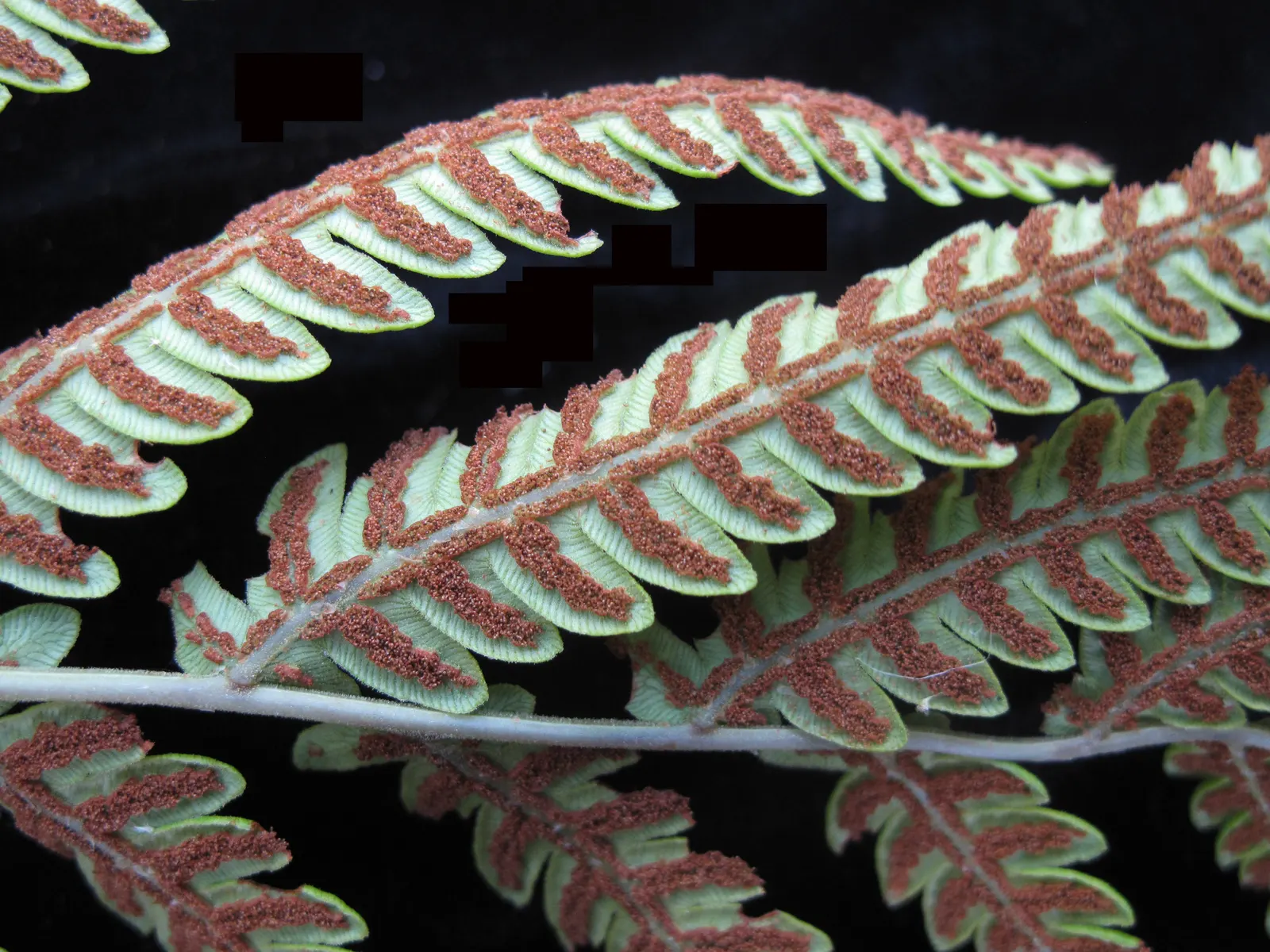 Giant Chain Fern (Woodwardia Fimbriata) — preferring consistently moist; is a notable specimen for its impressive size and lush appearance