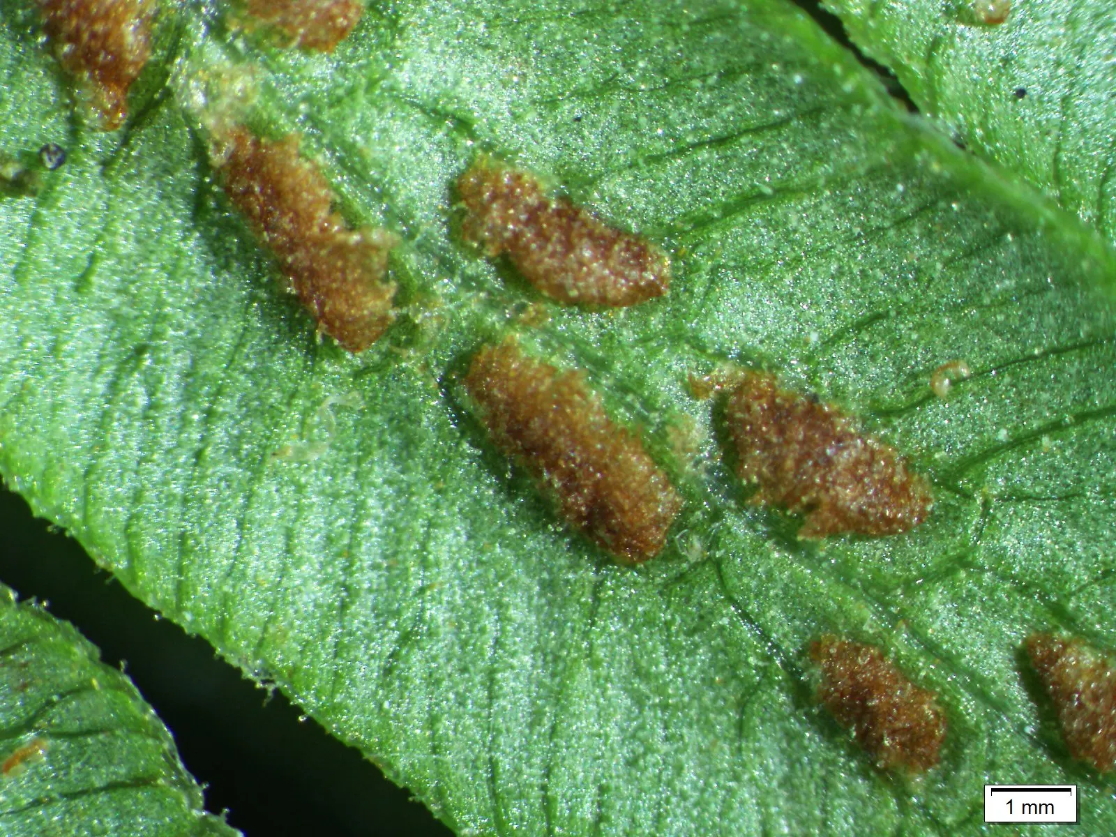 Giant Chain Fern (Woodwardia Fimbriata) — Mature specimens reach up to 4-6 feet tall and wide