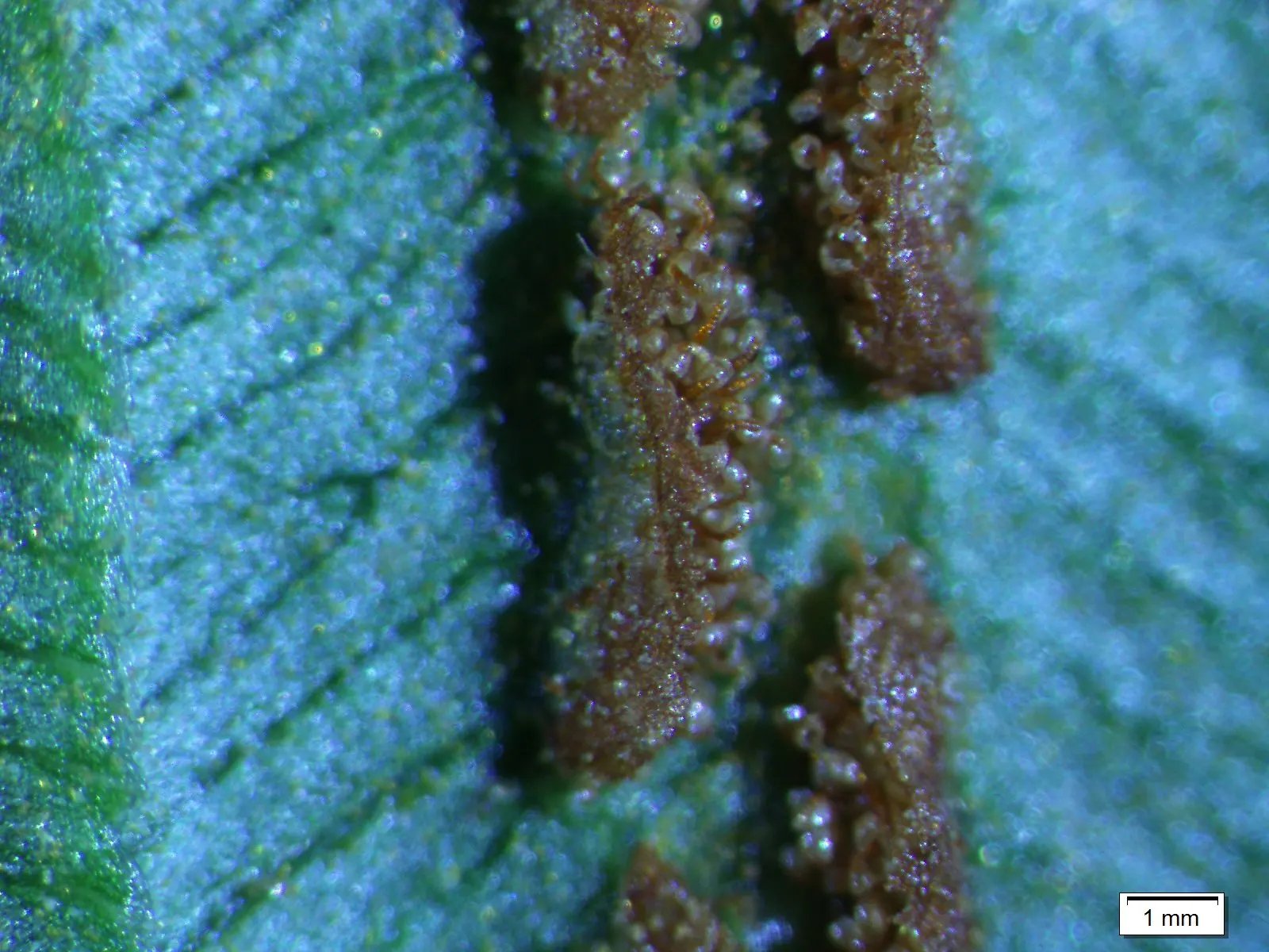 Giant Chain Fern (Woodwardia Fimbriata) — resembling a chain-link pattern