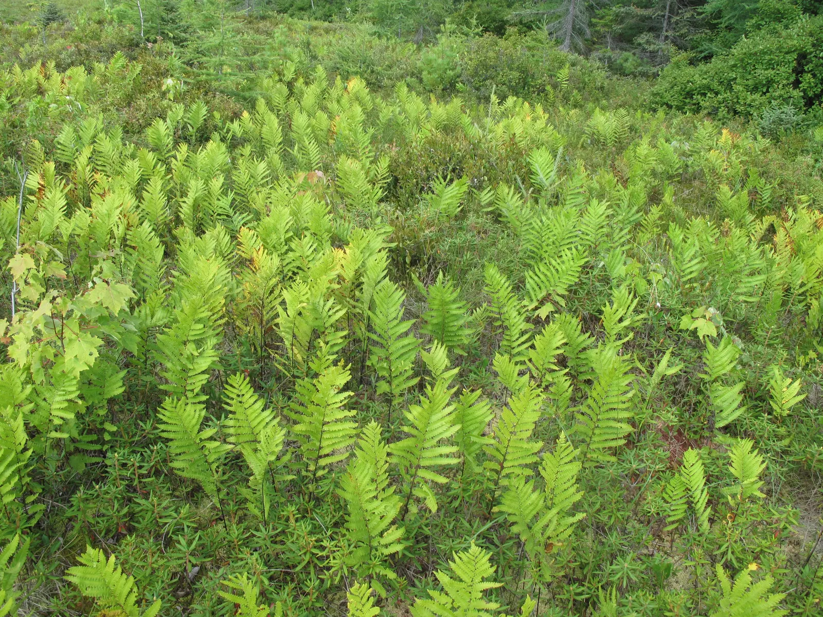 Giant Chain Fern (Woodwardia Fimbriata) — indicating its tolerance for a diverse range of climates; the fronds remain evergreen in milder climates