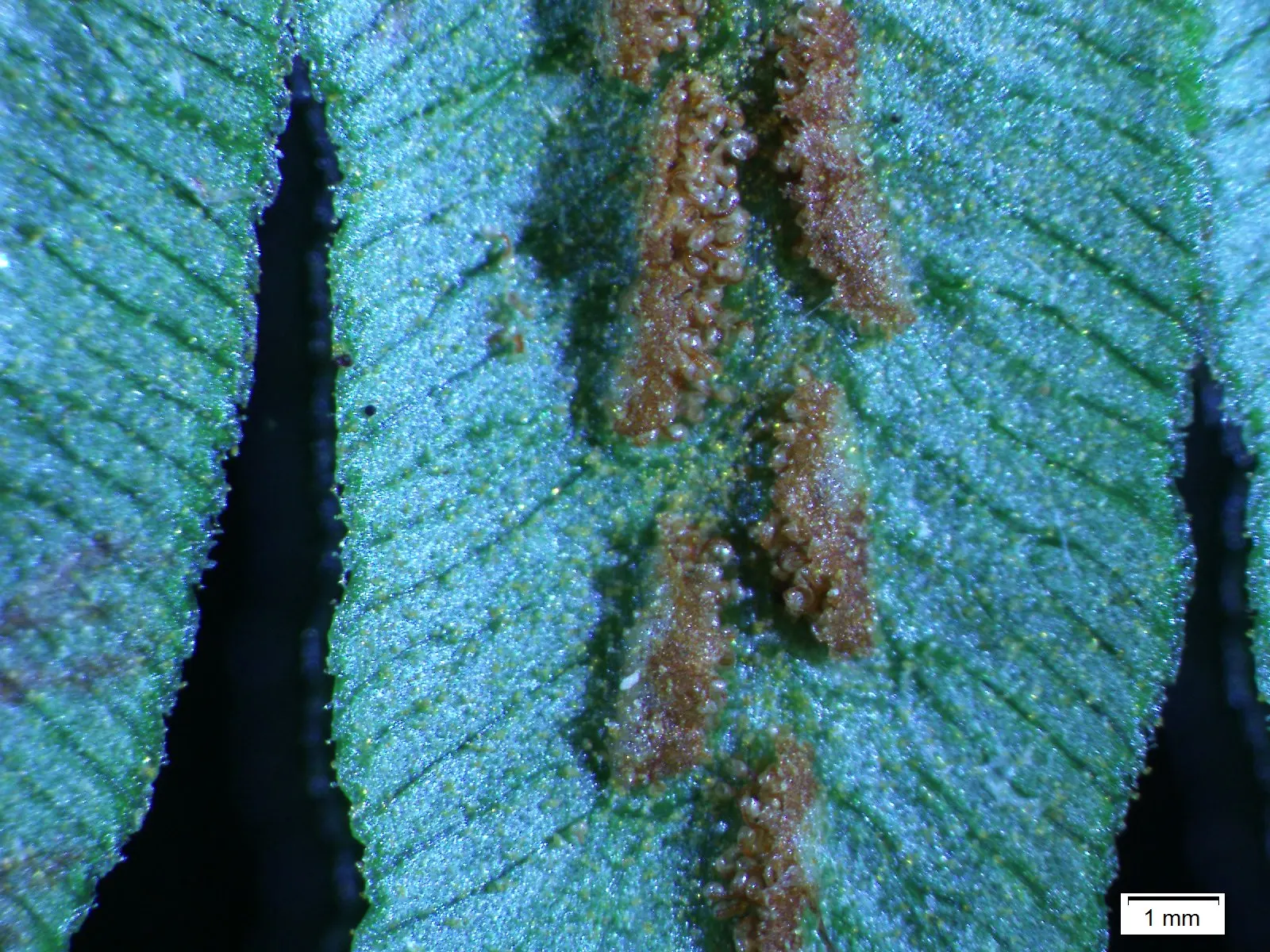 Giant Chain Fern (Woodwardia Fimbriata) — commonly referred to as the Giant Chain Fern; the Giant Chain Fern thrives in partial to full shade