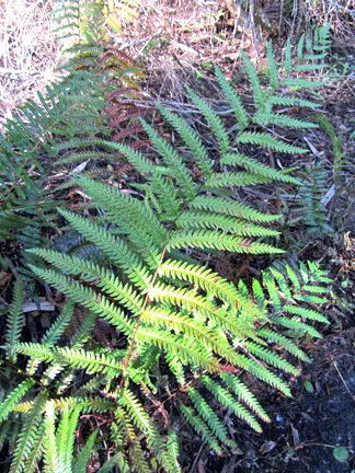 Giant Chain Fern (Woodwardia Fimbriata) — but it is especially partial to the cooler; giant Chain Fern (Woodwardia fimbriata) is a robust, evergreen fern
