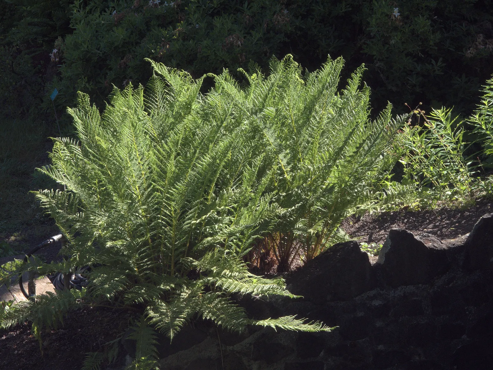 Giant Chain Fern (Woodwardia Fimbriata) — Thriving in USDA zones 7-10, it prefers moist, shady locations with rich, well-draining soil