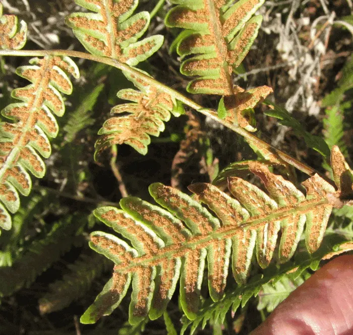 Giant Chain Fern (Woodwardia Fimbriata) — forested regions.<br><br>With lustrous; making it a standout choice for garden enthusiasts seeking a bold